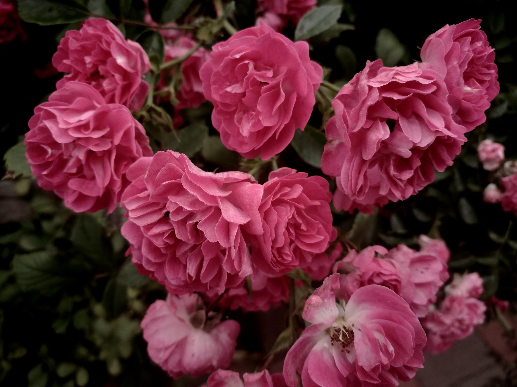 户外植物图集 粉红色的蔷薇花