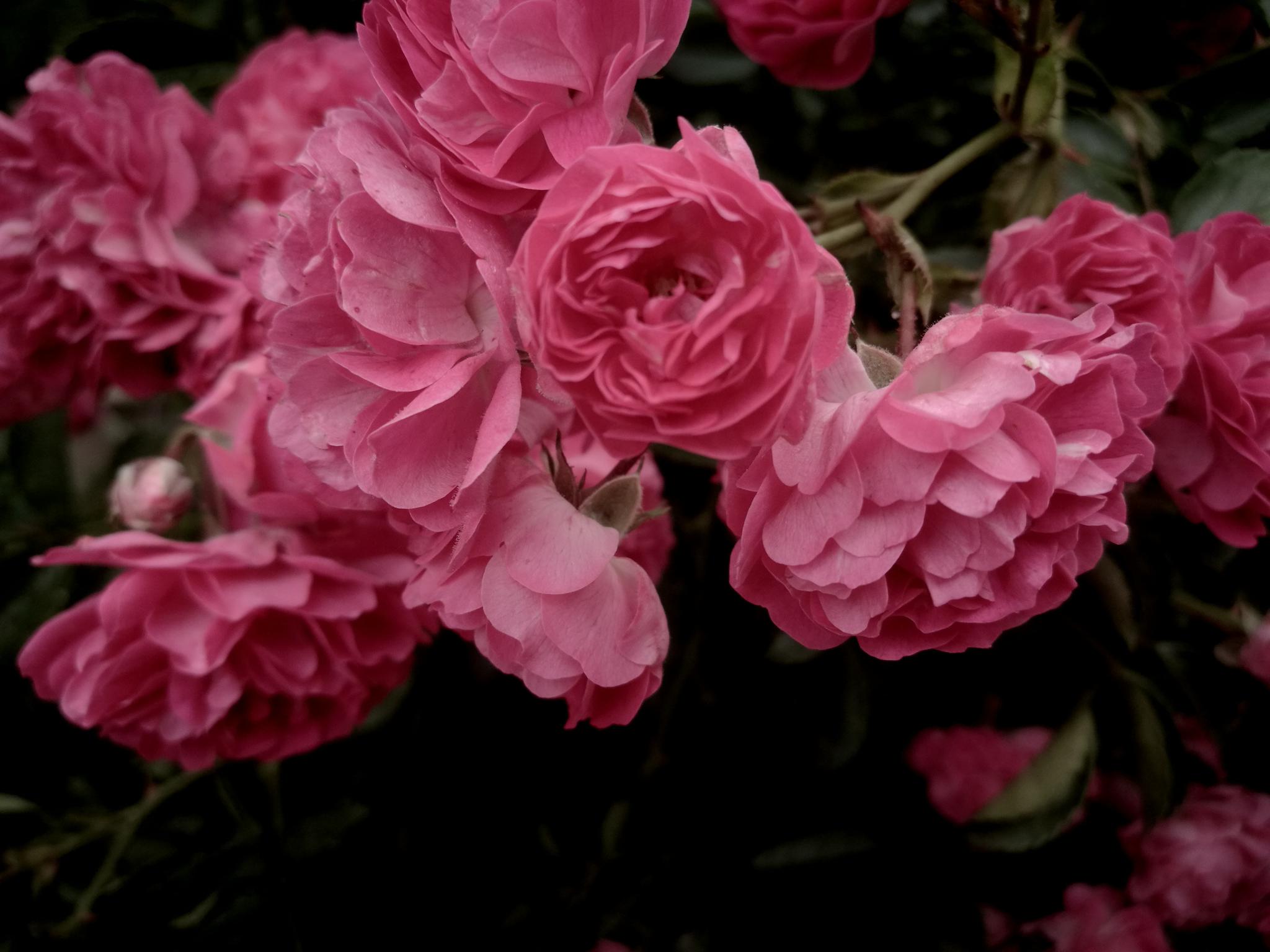 户外植物图集 粉红色的蔷薇花
