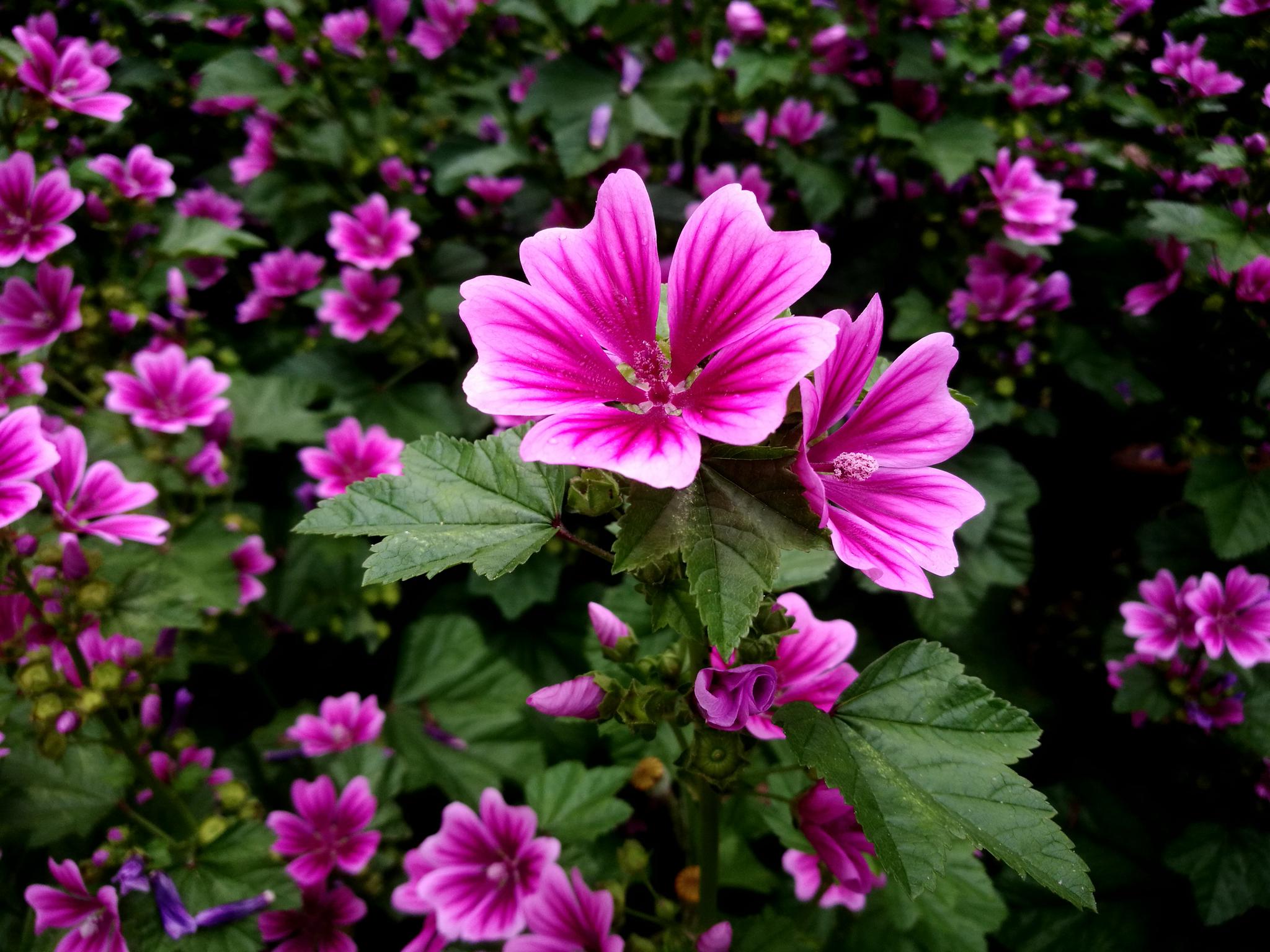 直立草本植物锦葵花