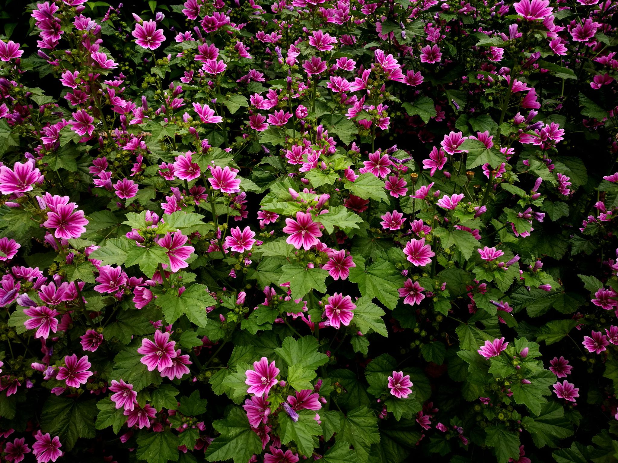 直立草本植物锦葵花