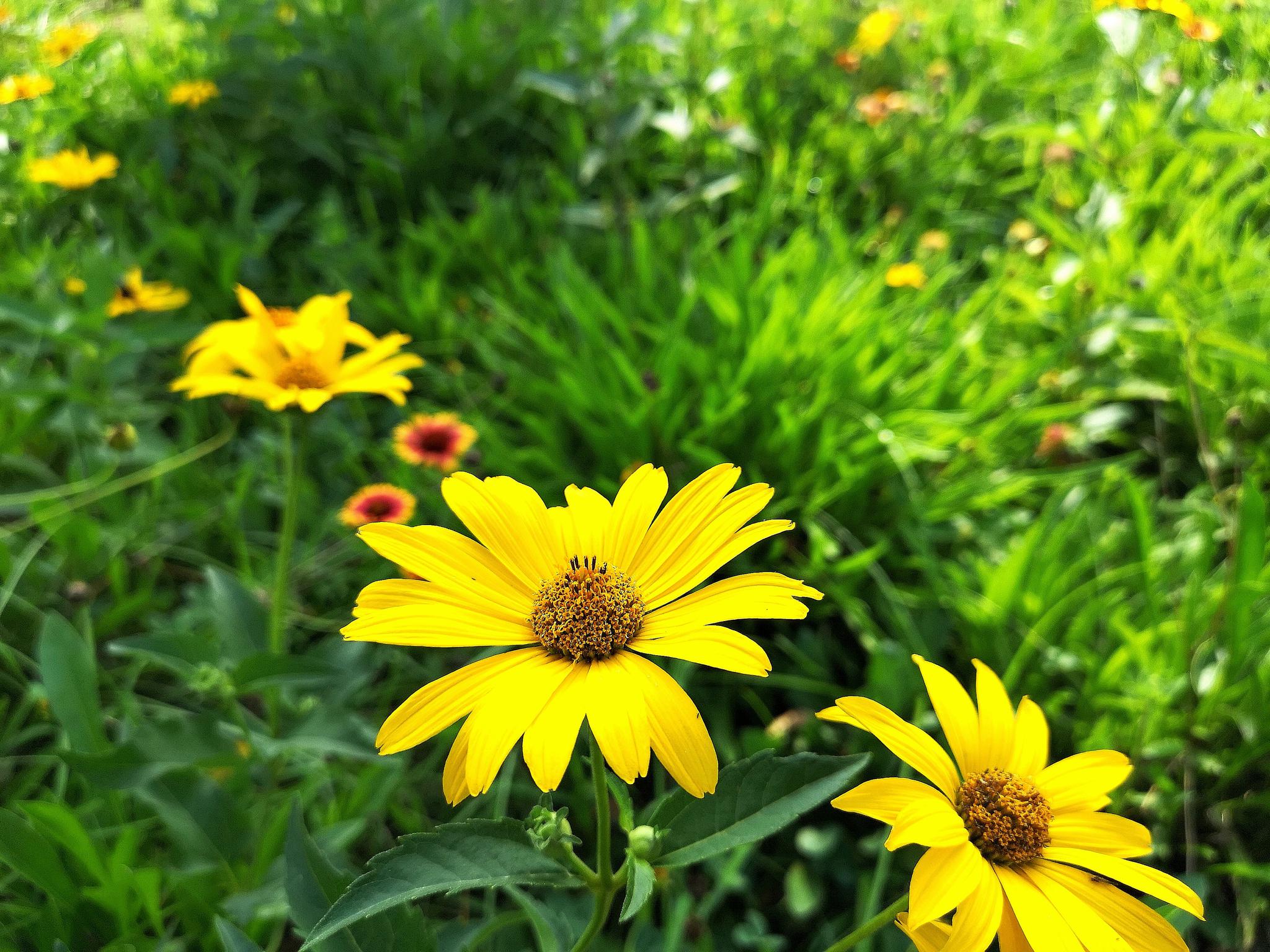 15图认识积极阳光 象征美好生活的日光菊