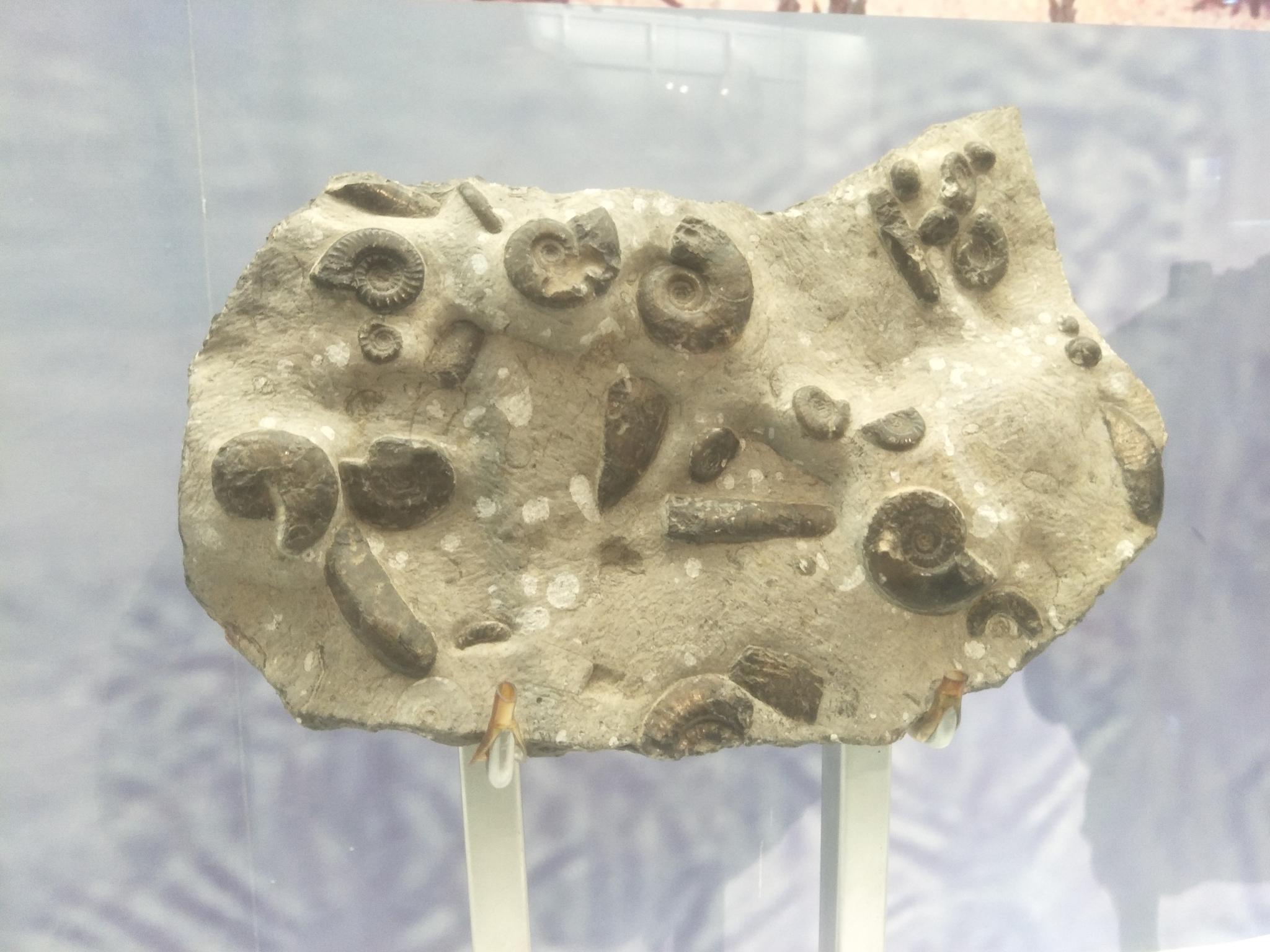 大连星海广场贝壳博物馆贝壳类生物化石,原创摄影
