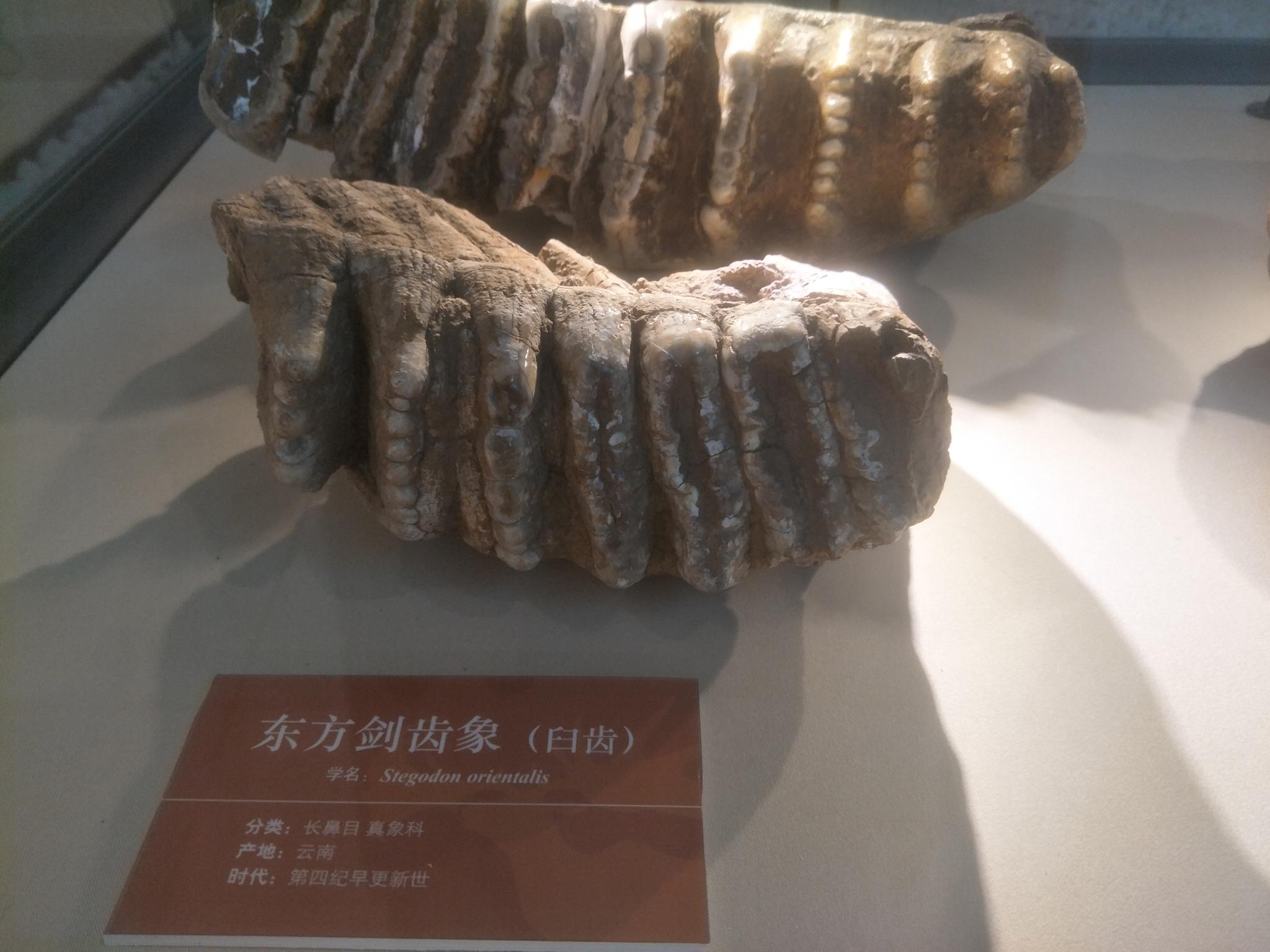 大连自然博物馆各种原始生物的骨骼化石原创摄影