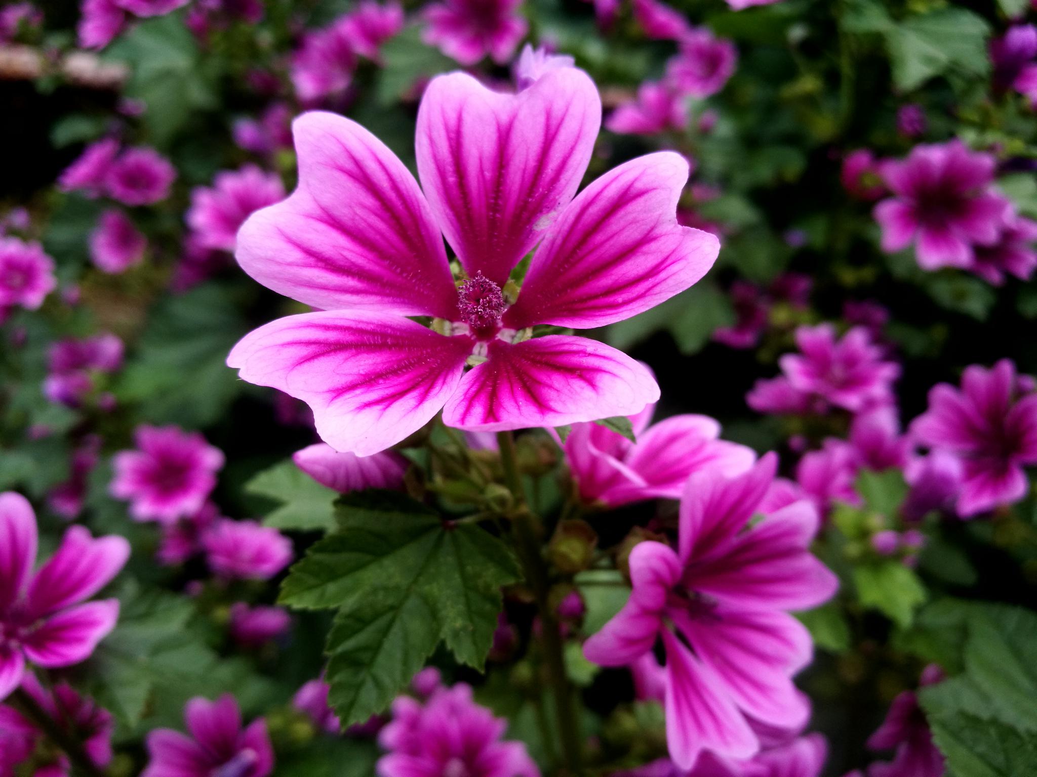 户外植物花卉 锦葵花