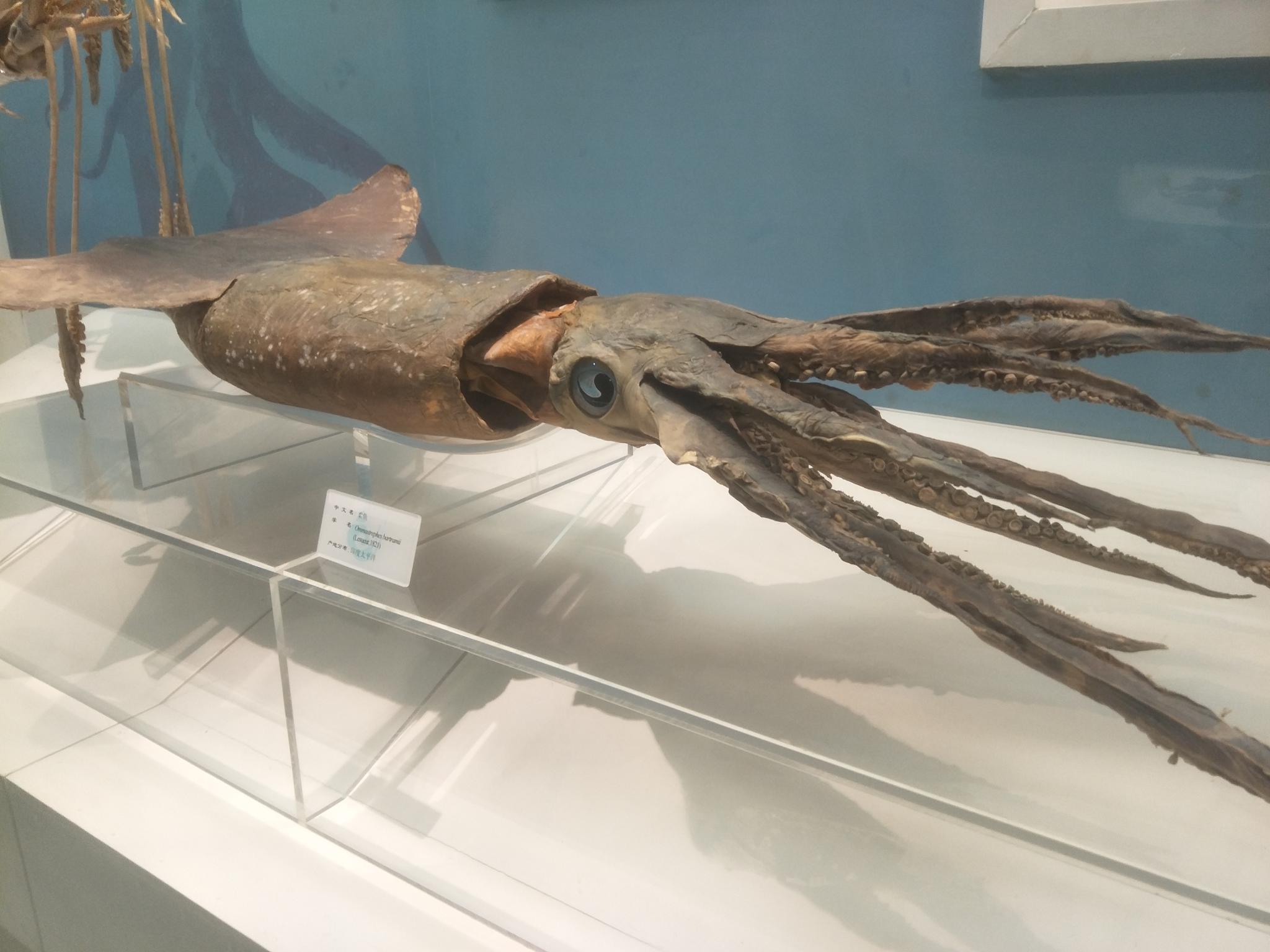 大连自然博物馆海洋生物标本原创摄影
