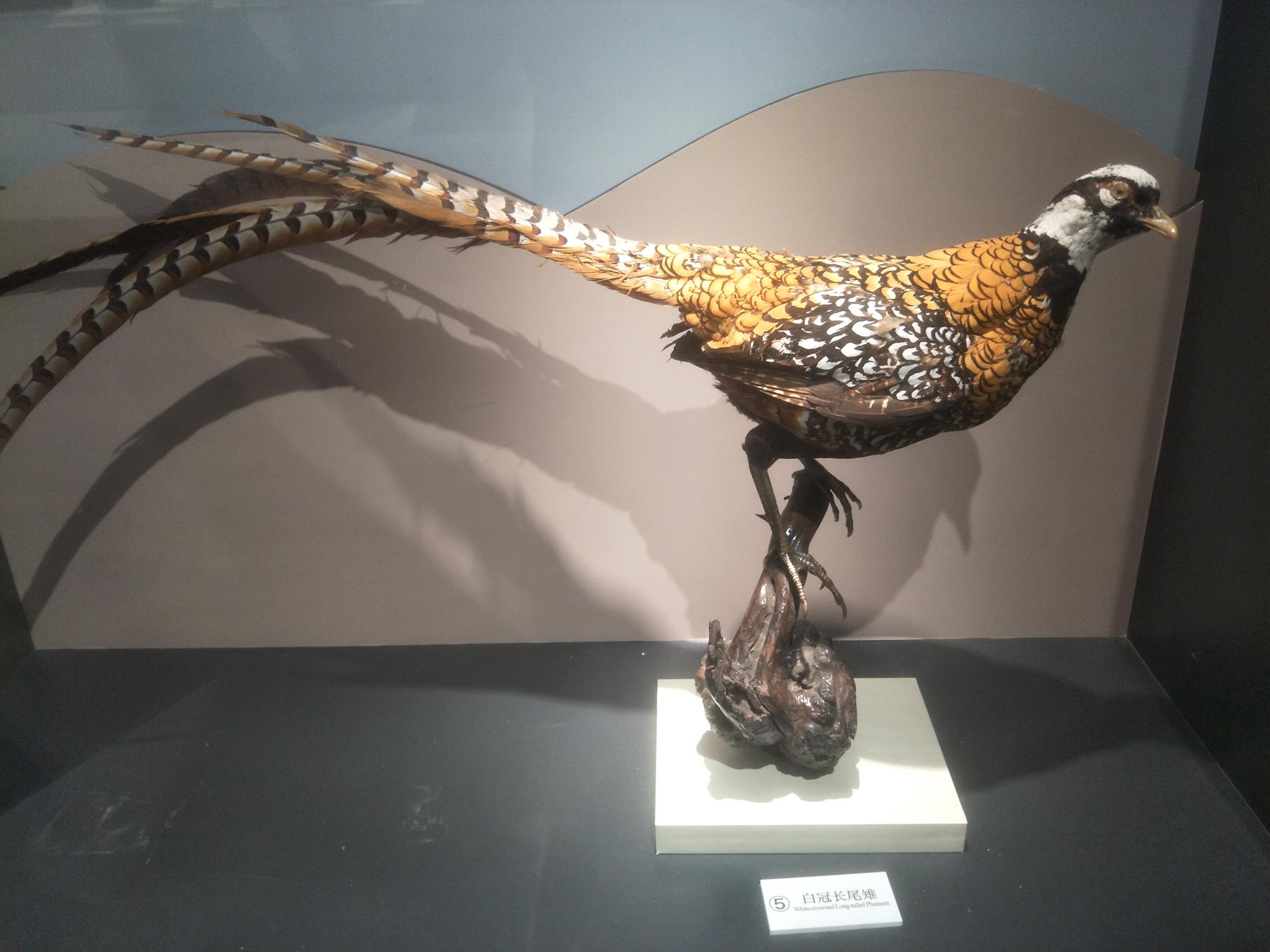 大连自然博物馆中鸟类标本原创摄影