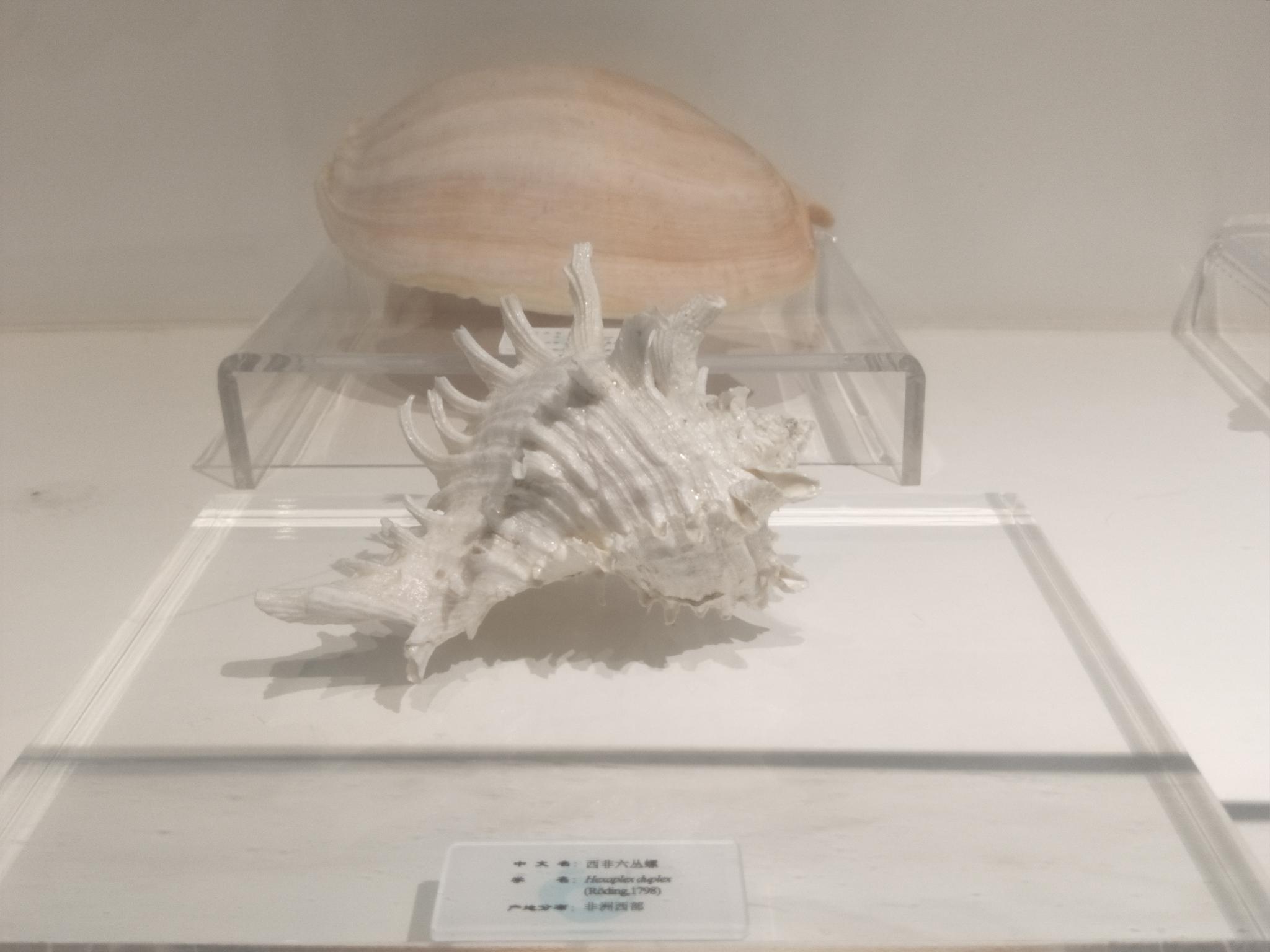 貝殻的故事 国立台湾博物館 サイト販売中 inspektorat.madiunkota.go.id