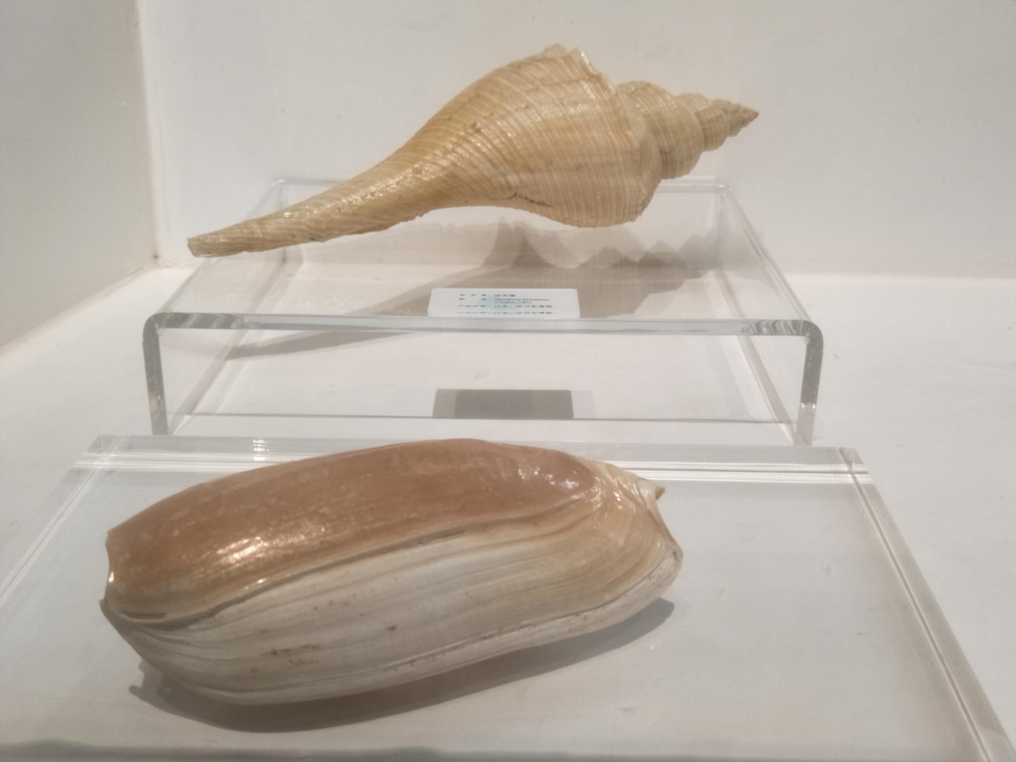 大连贝壳博物馆中珍稀的贝壳种类原创摄影