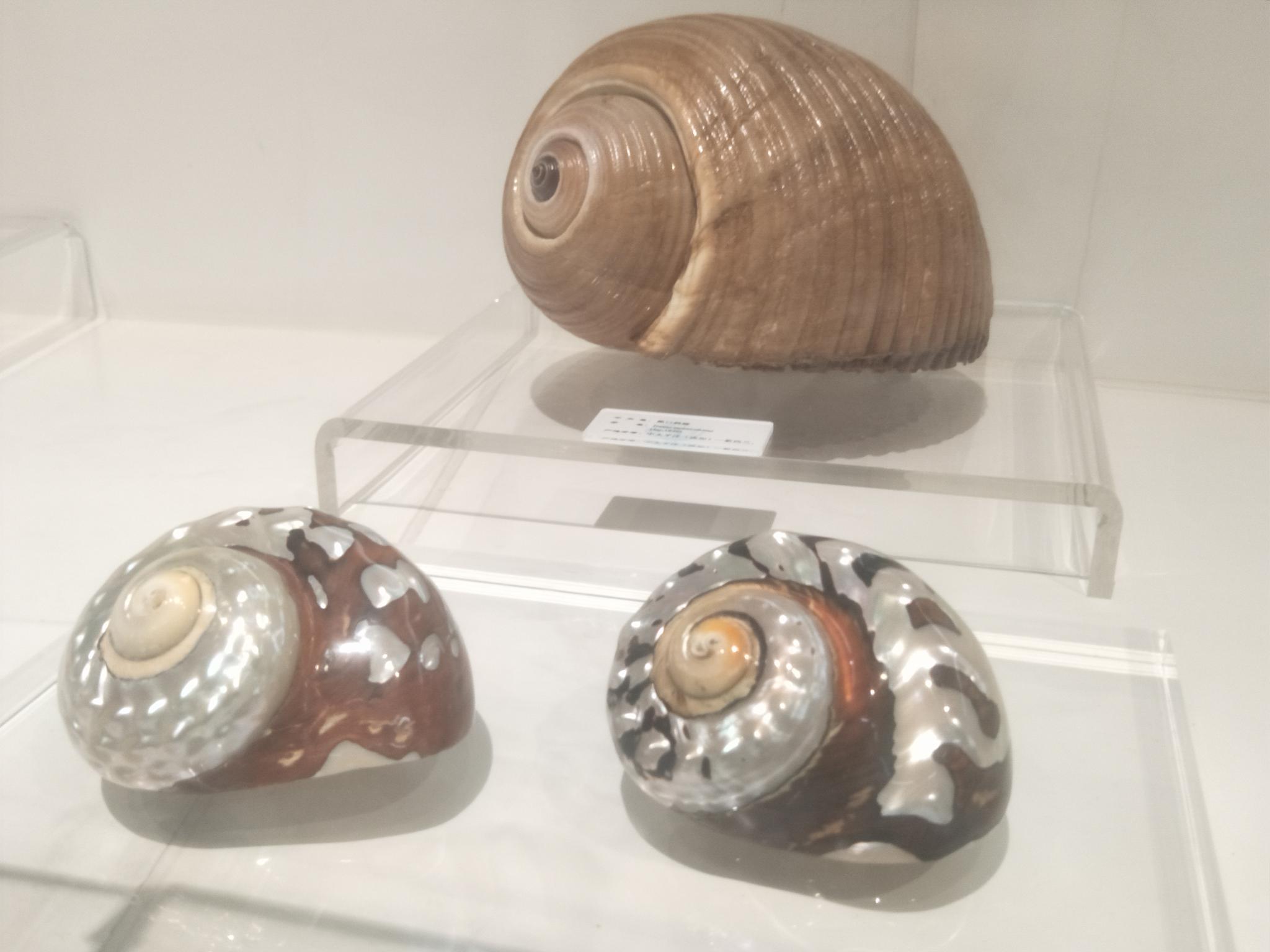 貝殻的故事 国立台湾博物館 サイト販売中 inspektorat.madiunkota.go.id