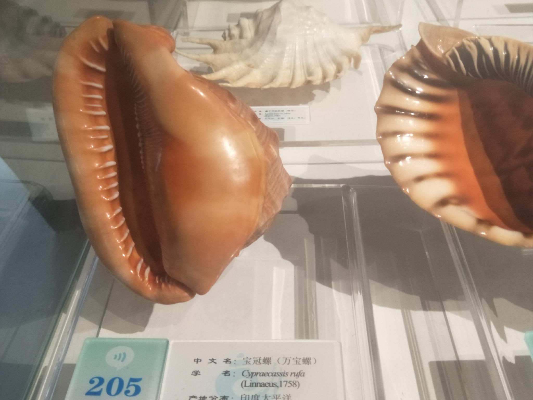 大连贝壳博物馆中珍稀的贝壳种类原创摄影