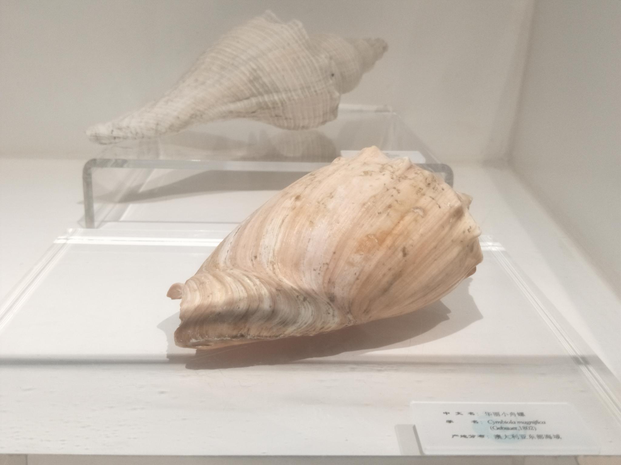 大连贝壳博物馆中珍稀的贝壳种类原创摄影