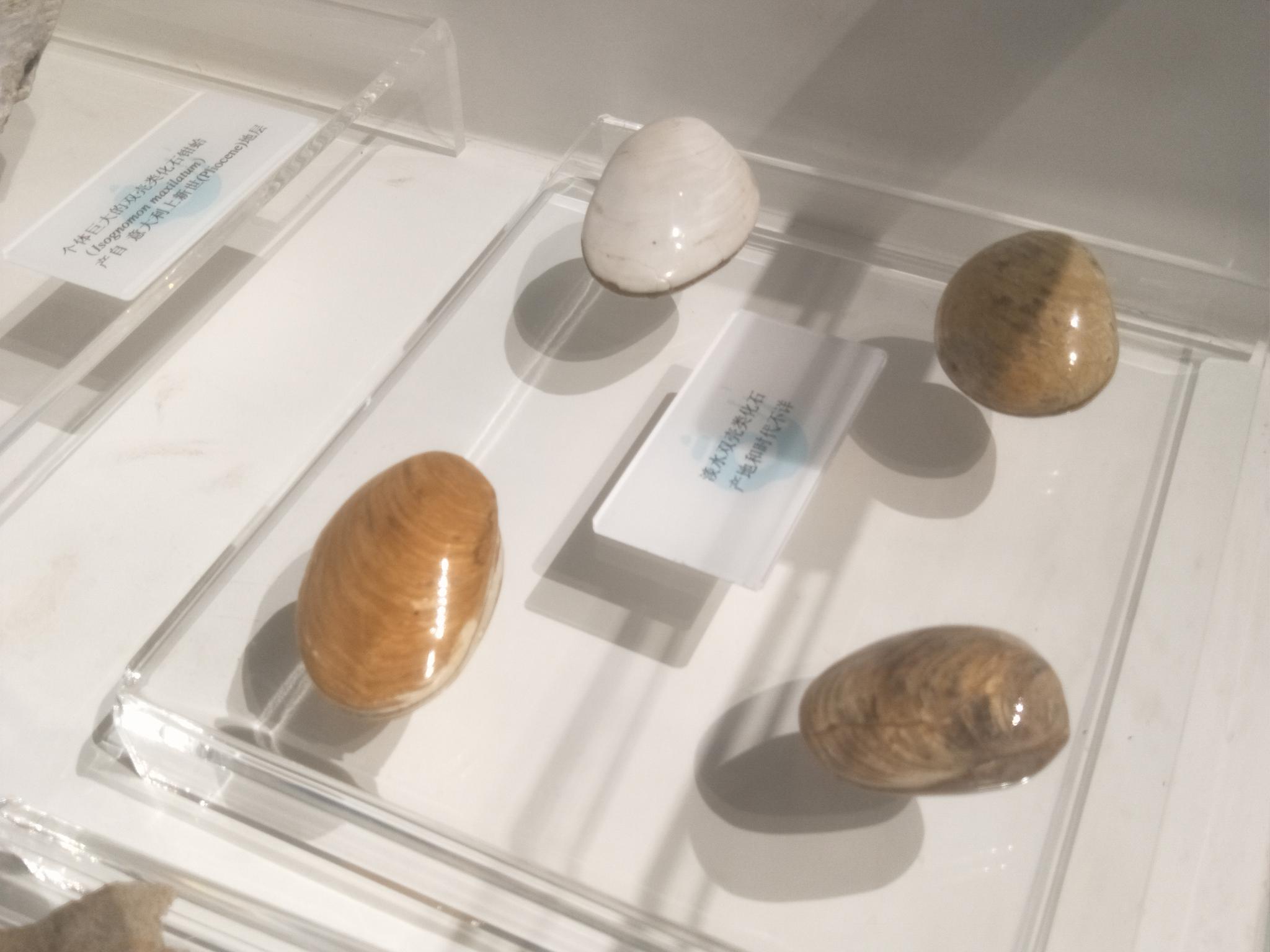 大连贝壳博物馆中珍稀的贝壳种类原创摄影