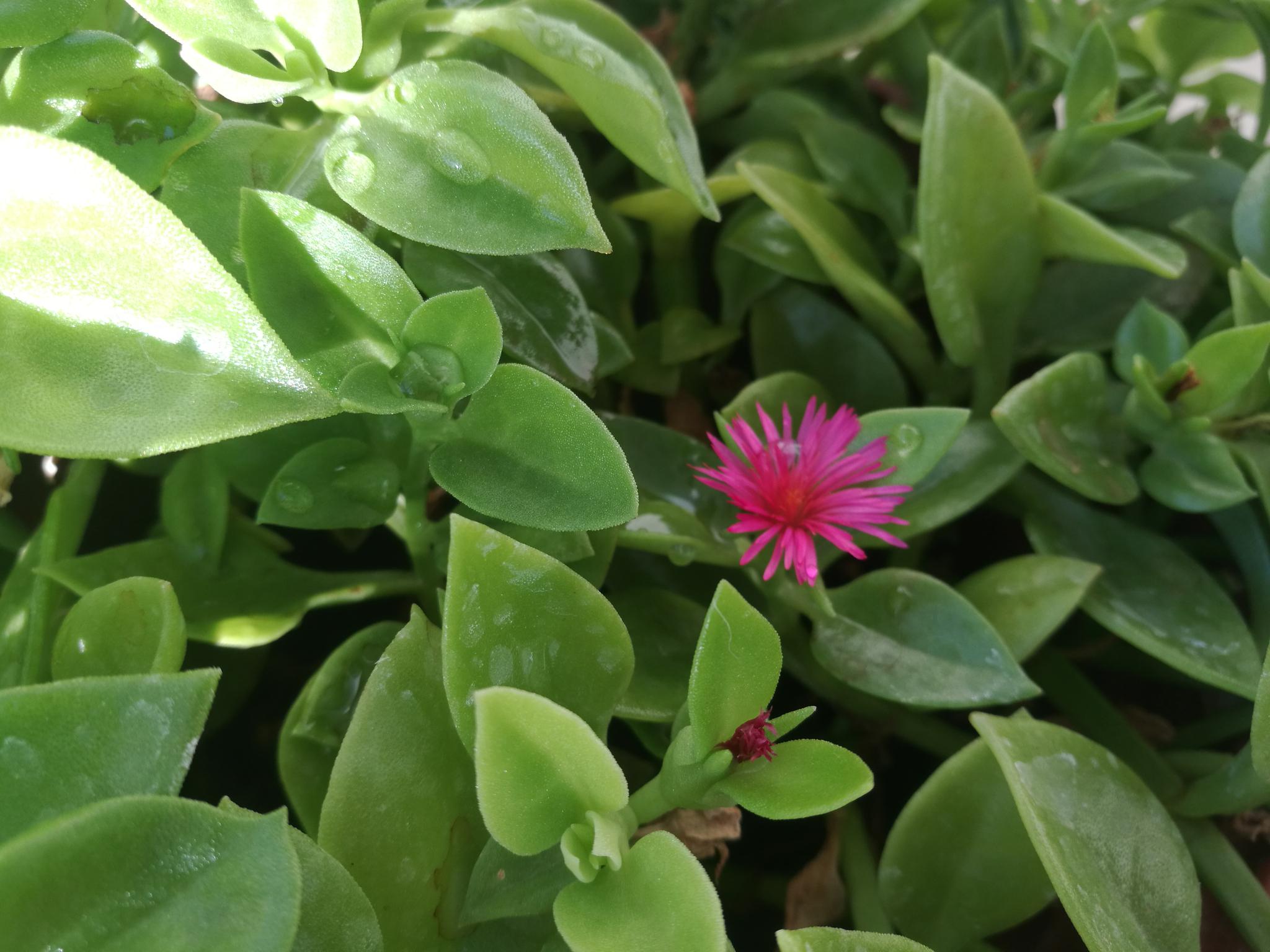 欣赏牡丹吊兰的小红花