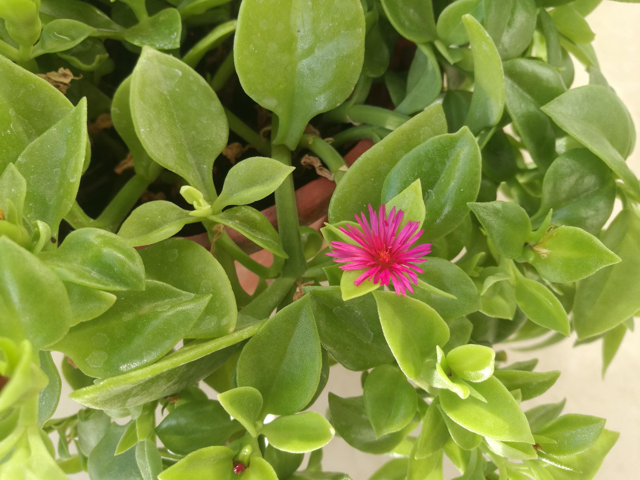 欣赏牡丹吊兰的小红花