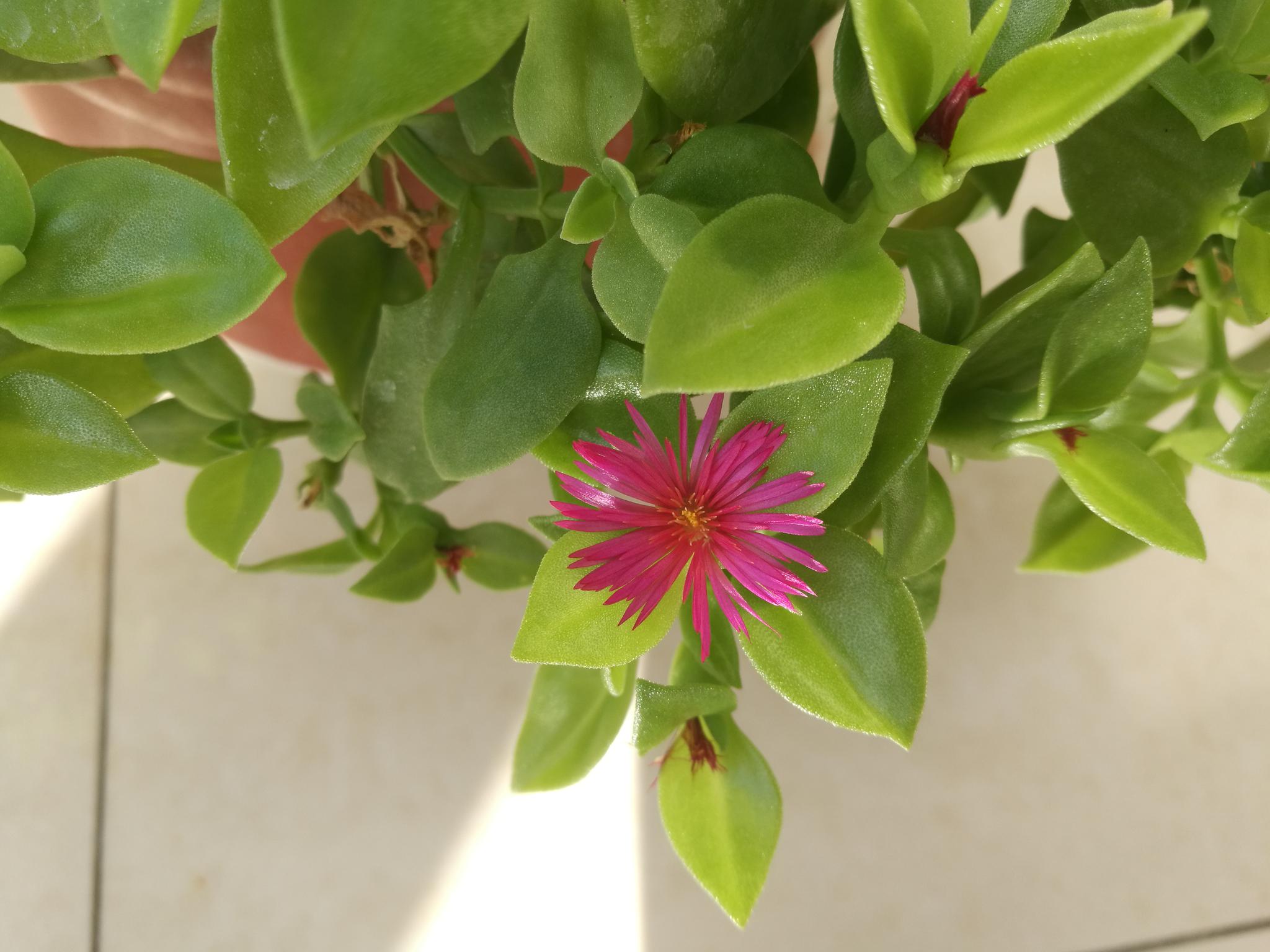 欣赏牡丹吊兰的小红花