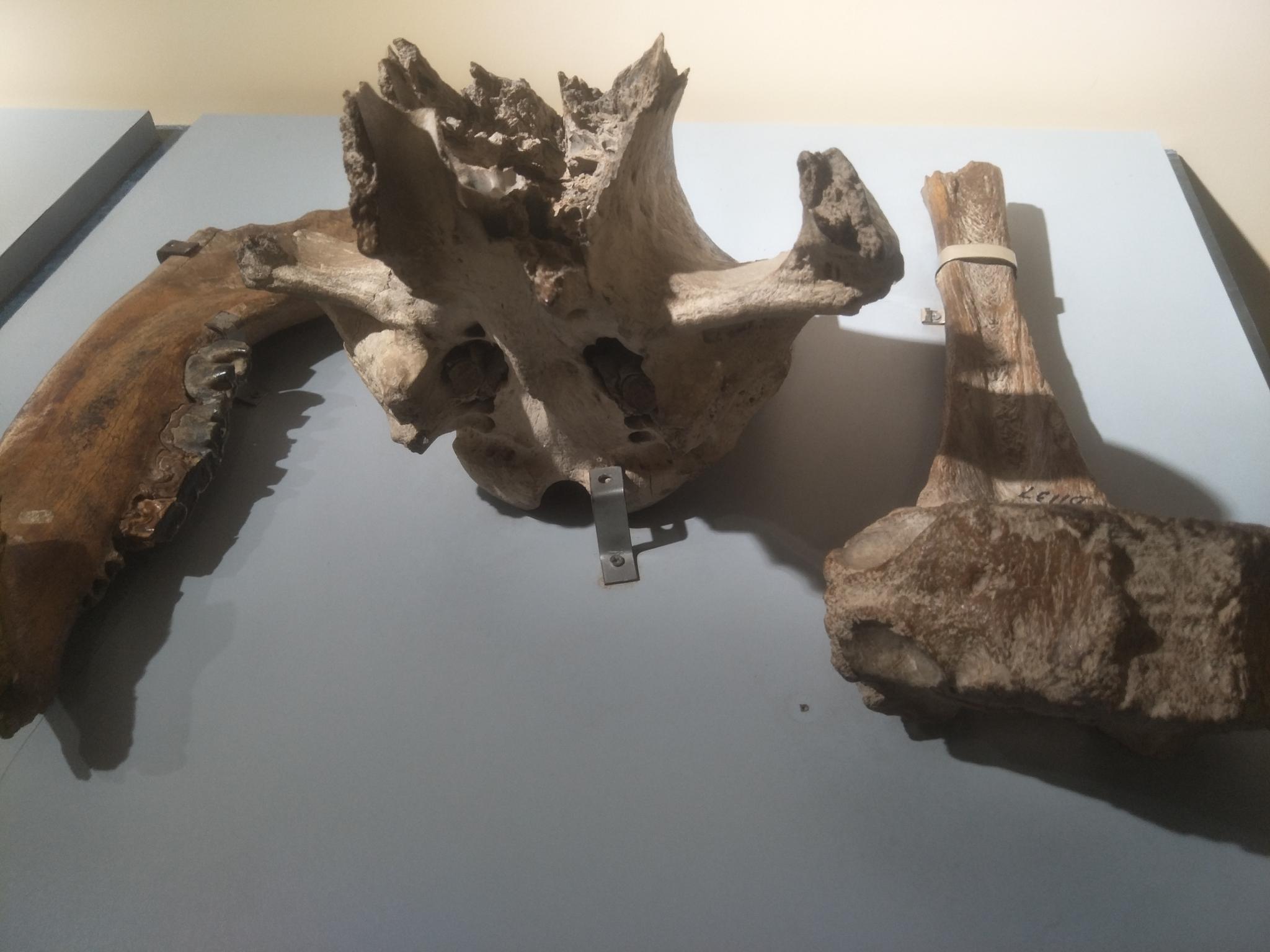 大连自然博物馆中动物骨骼化石