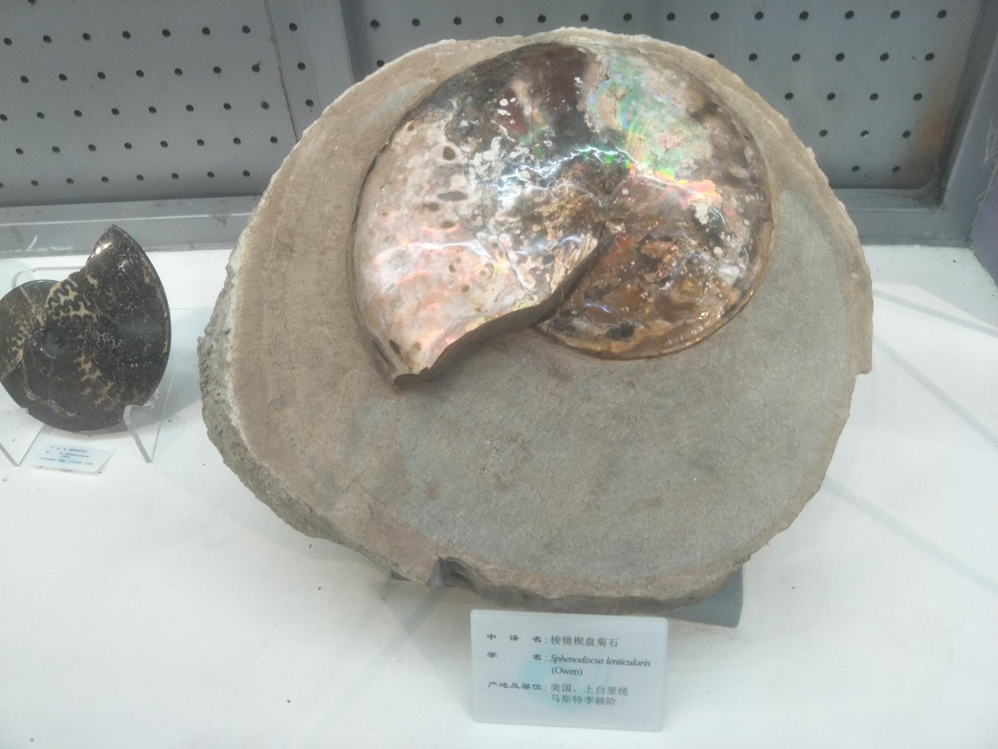 大连贝壳博物馆珍贵的贝壳化石原创摄影