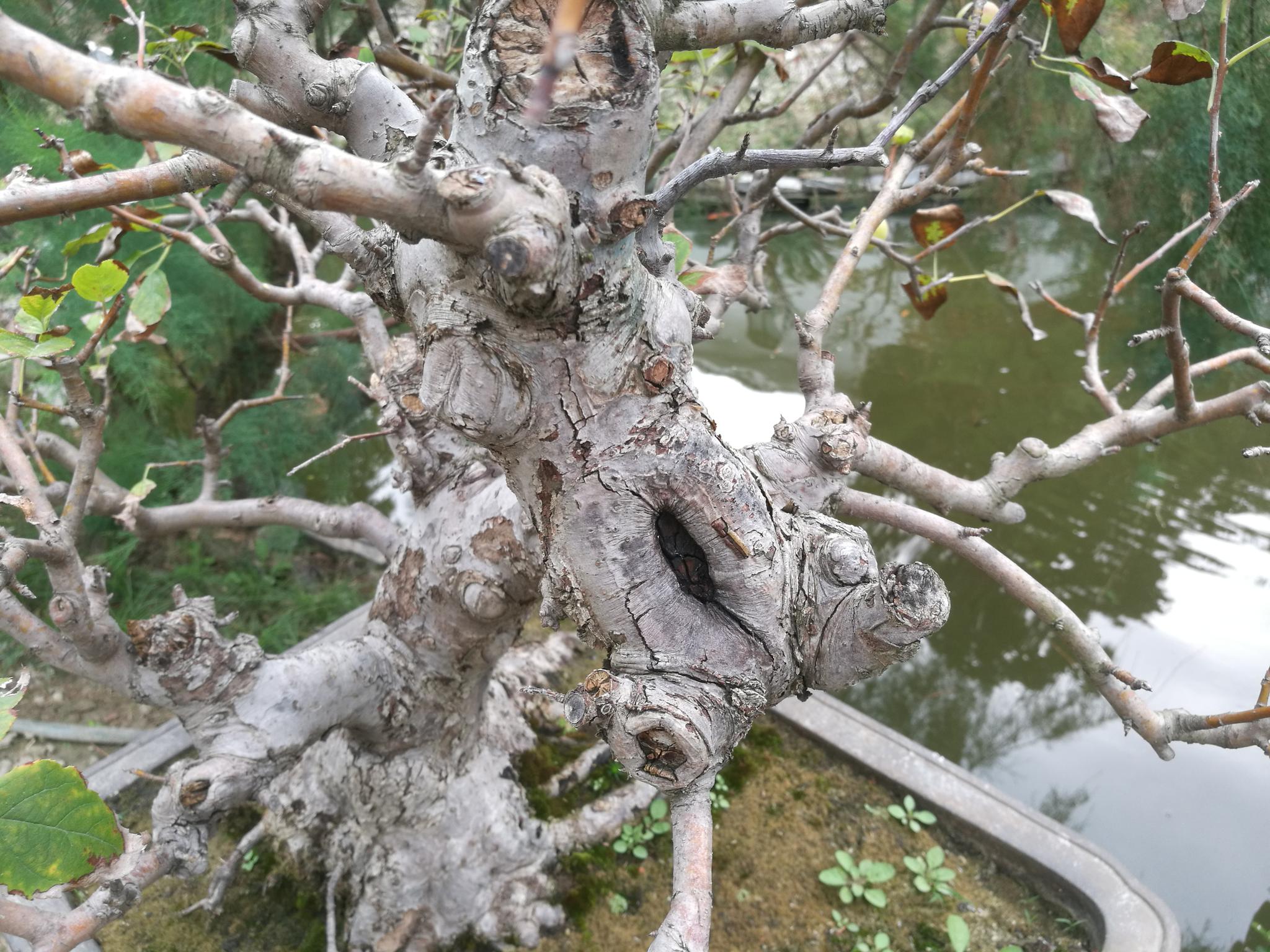 如皋绿园的海棠盆景(五)