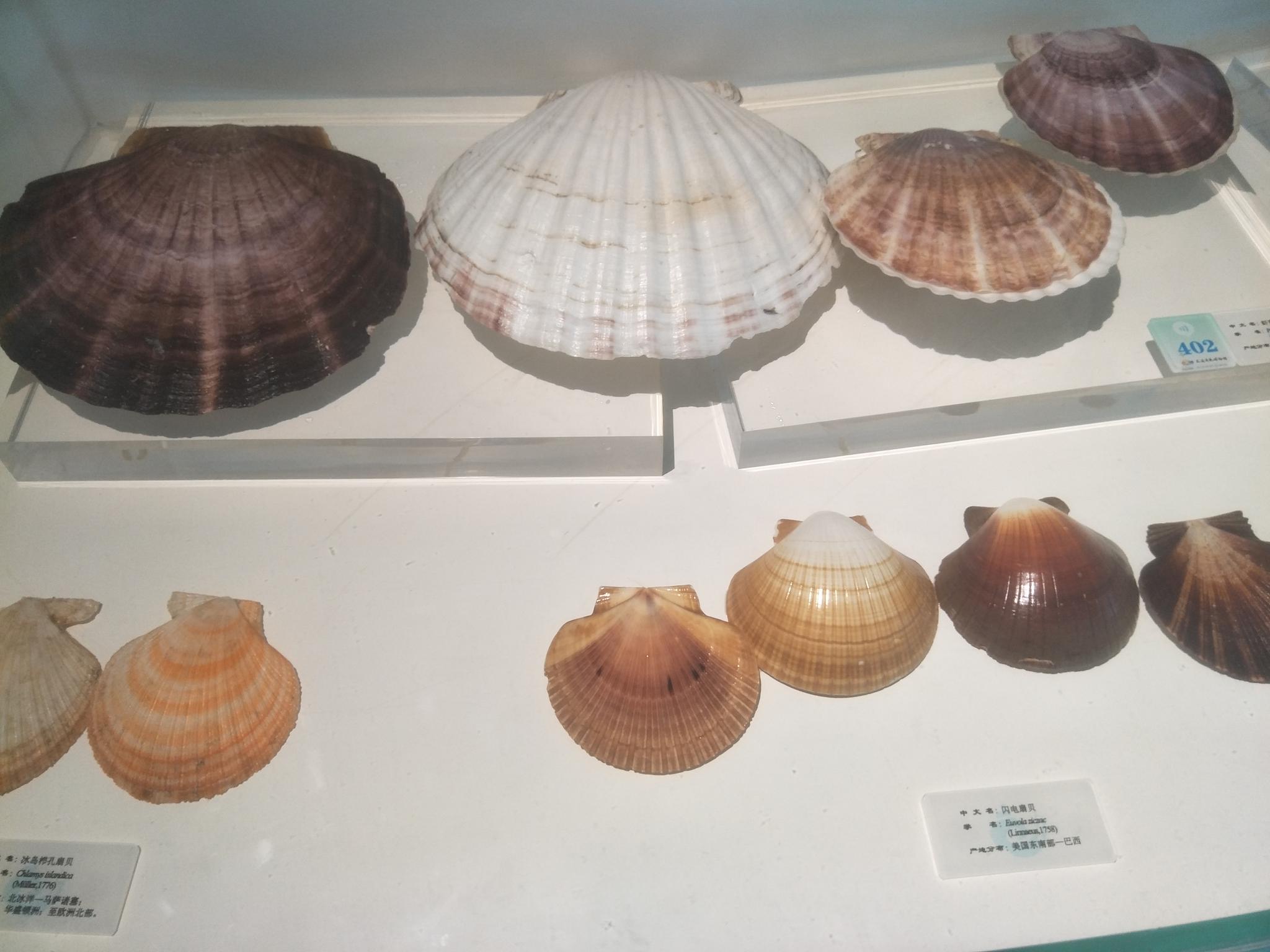 大连贝壳博物馆中收藏的贝壳