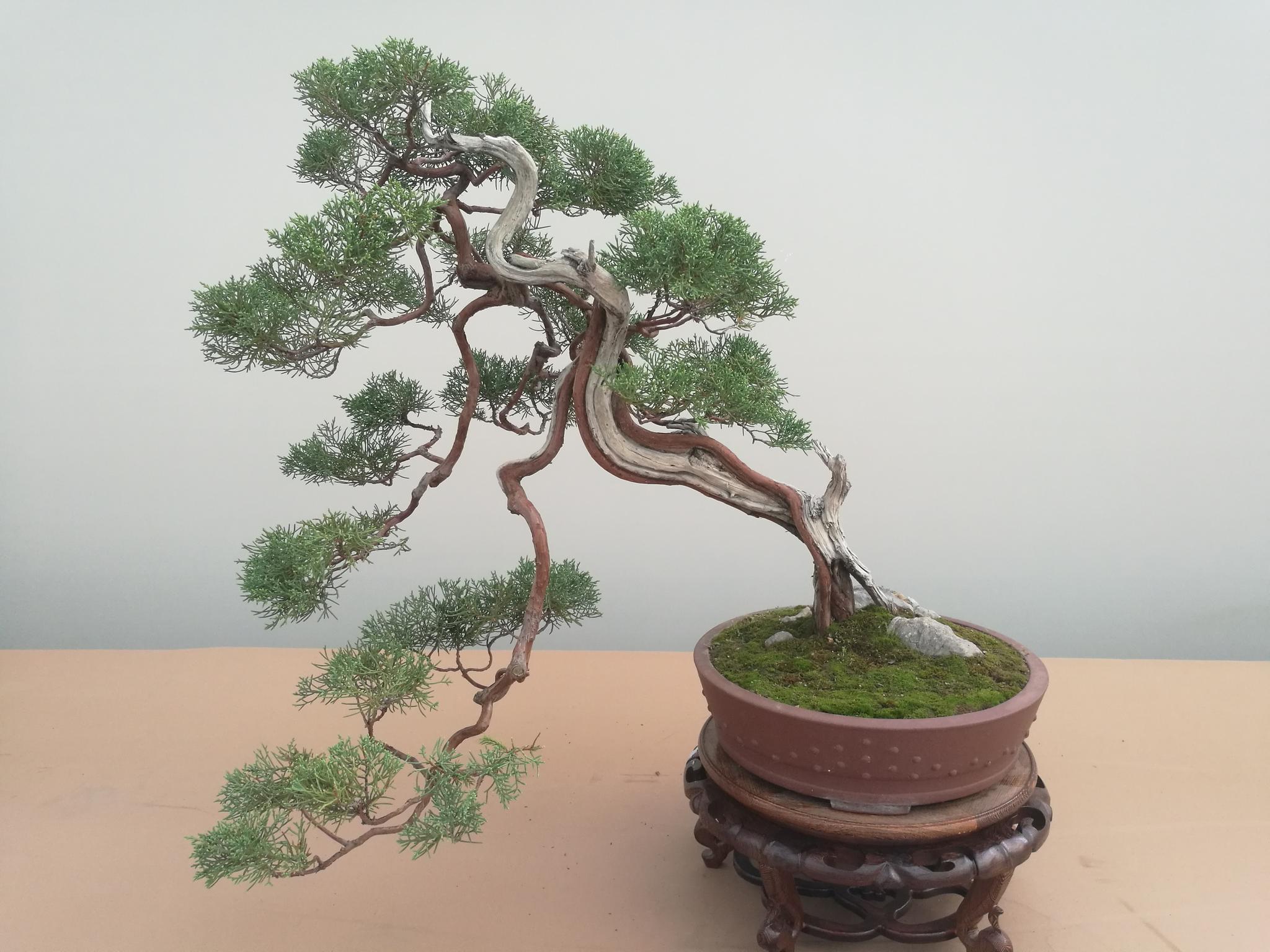 2019如皋盆景展圆柏盆景欣赏