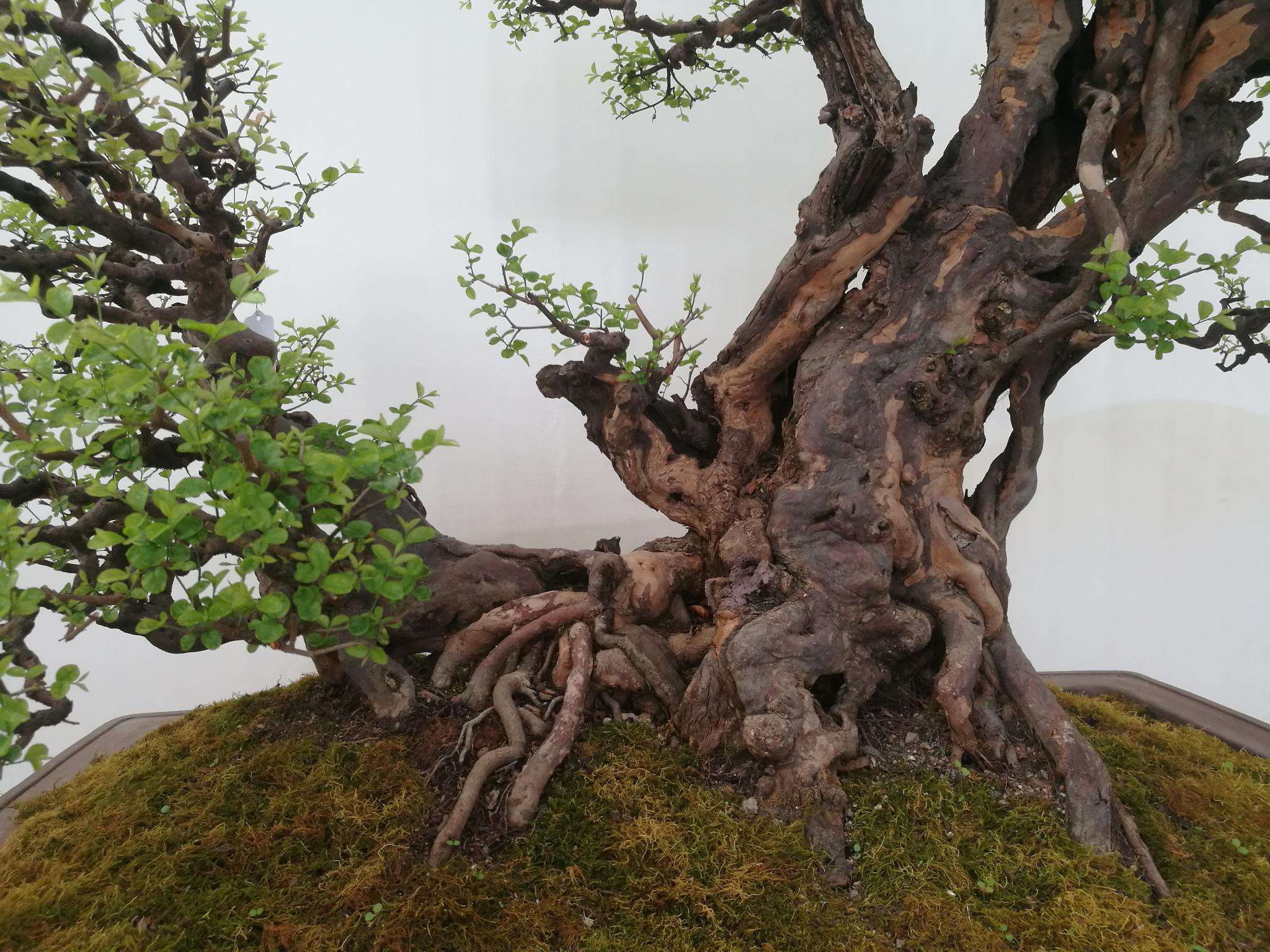 盆景展雀梅盆景