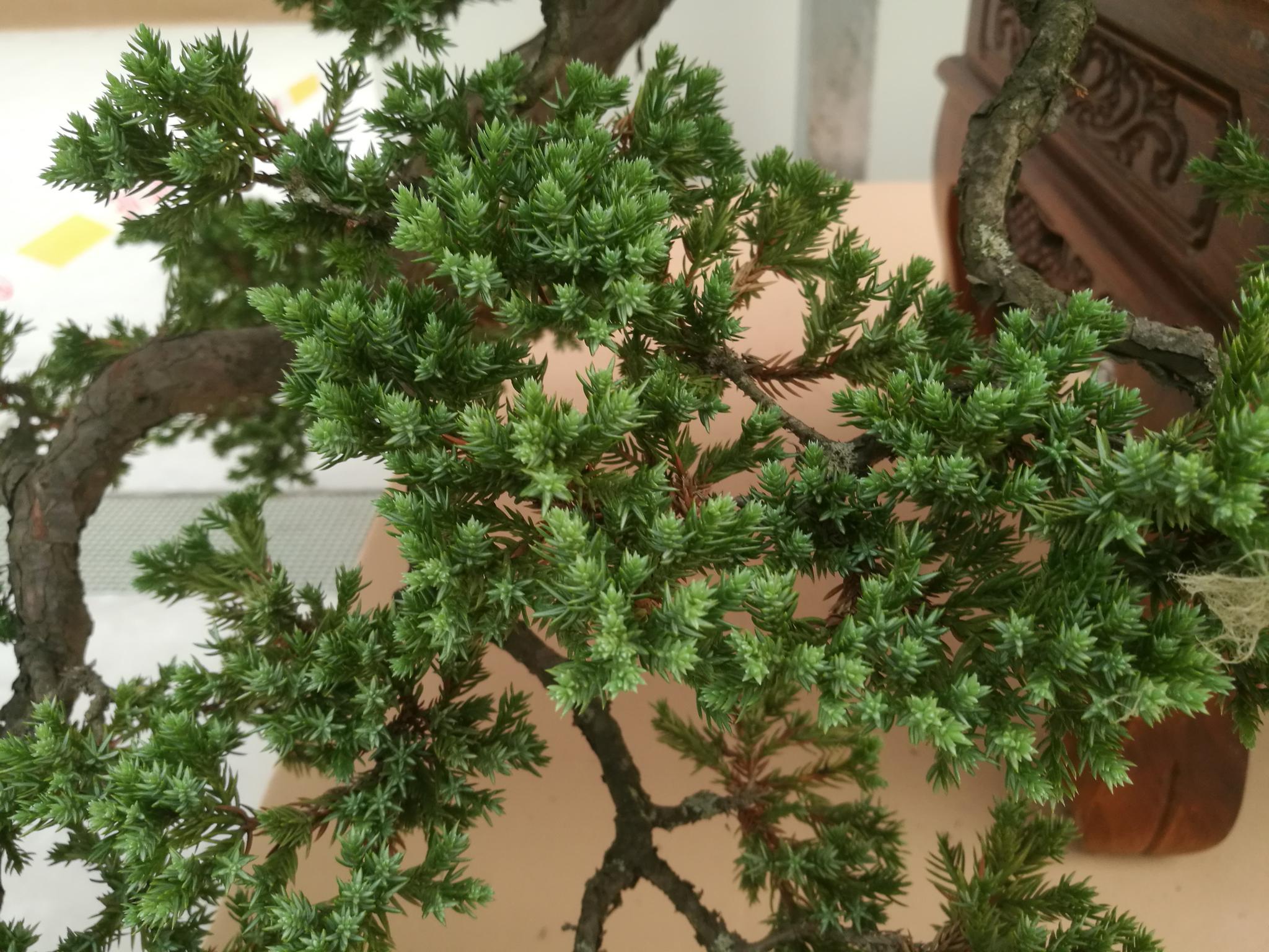 2019如皋精品盆景展里的地柏盆景