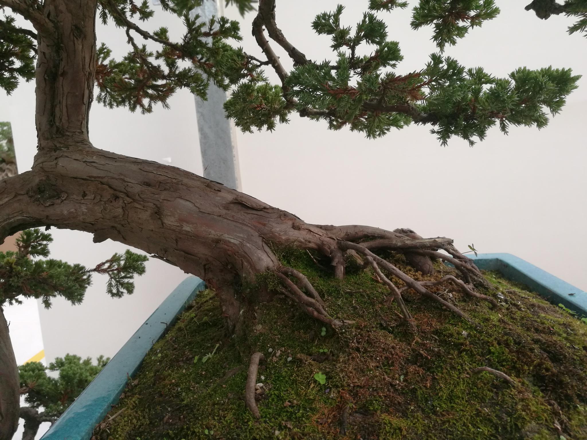 2019如皋精品盆景展里的地柏盆景