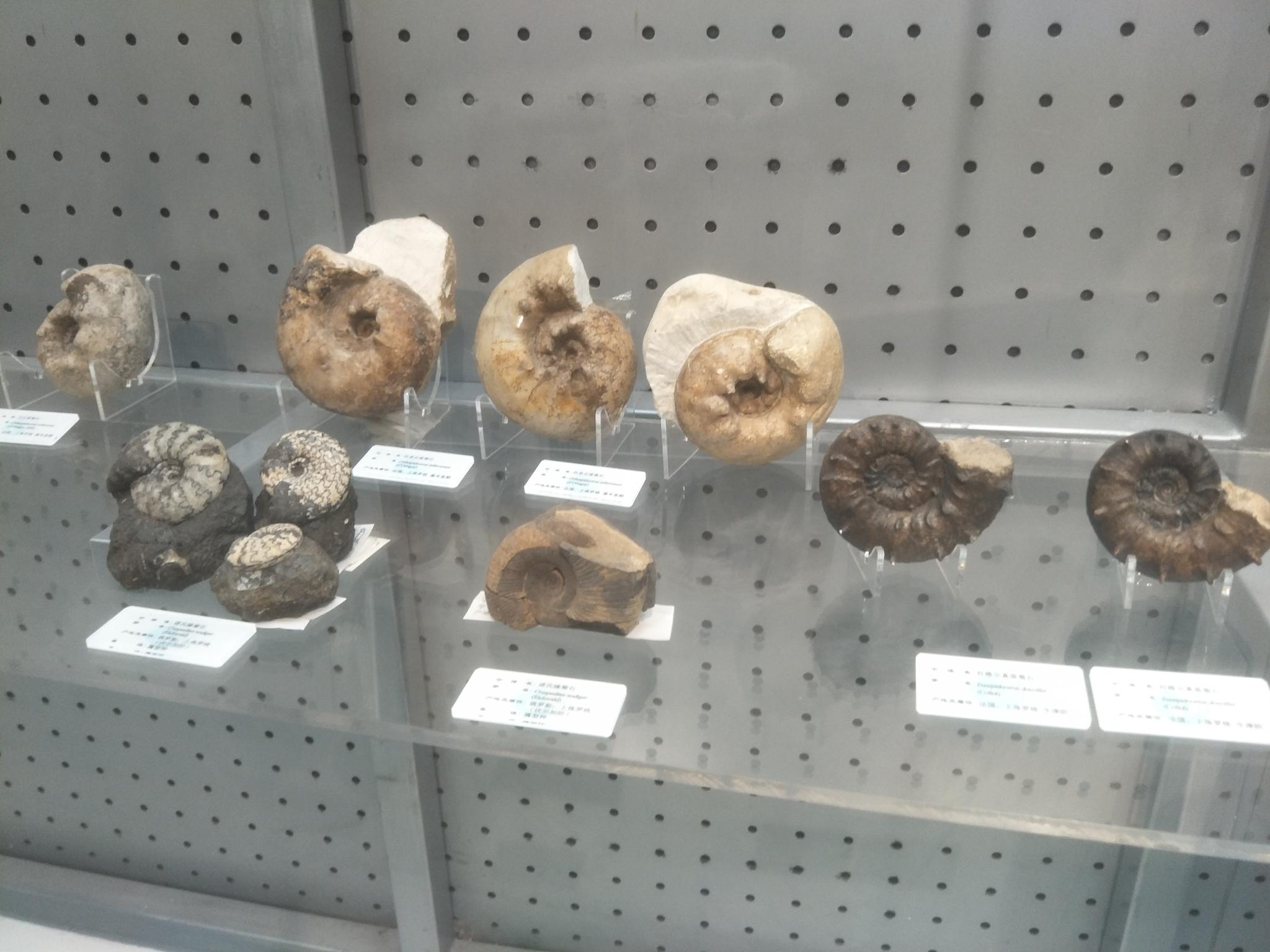 大连贝壳博物馆中贝壳化石,原创拍摄