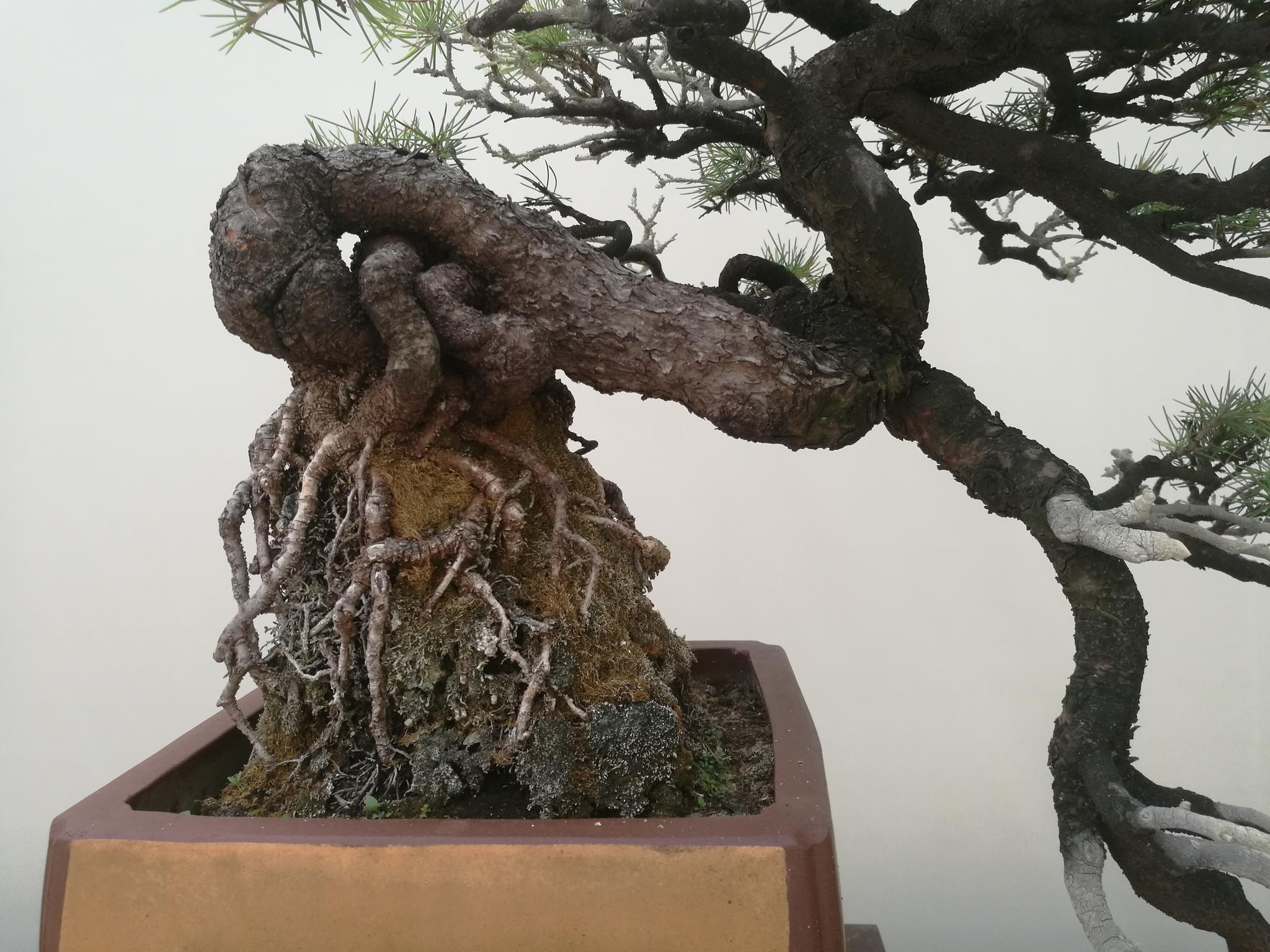 如皋盆景展雪松盆景