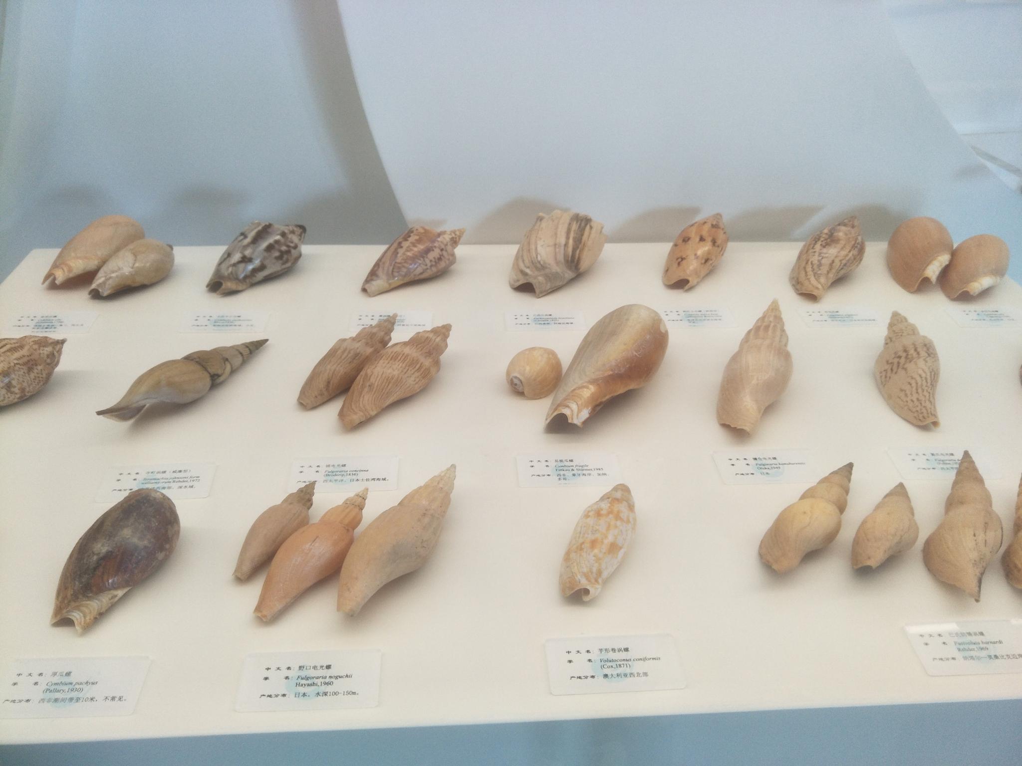 大连贝壳博物馆中螺类贝壳原创拍摄