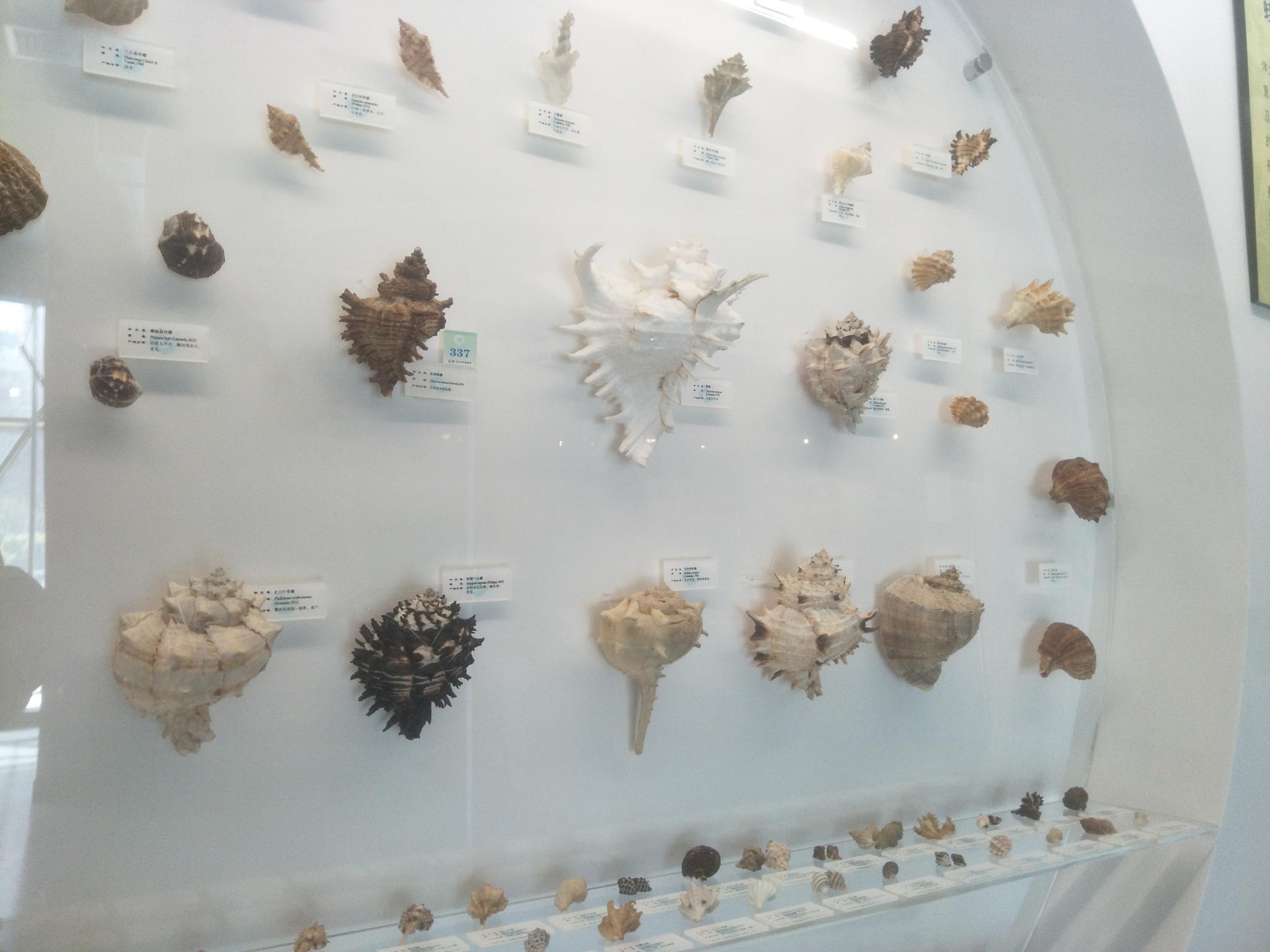 大连贝壳博物馆中螺类贝壳原创拍摄