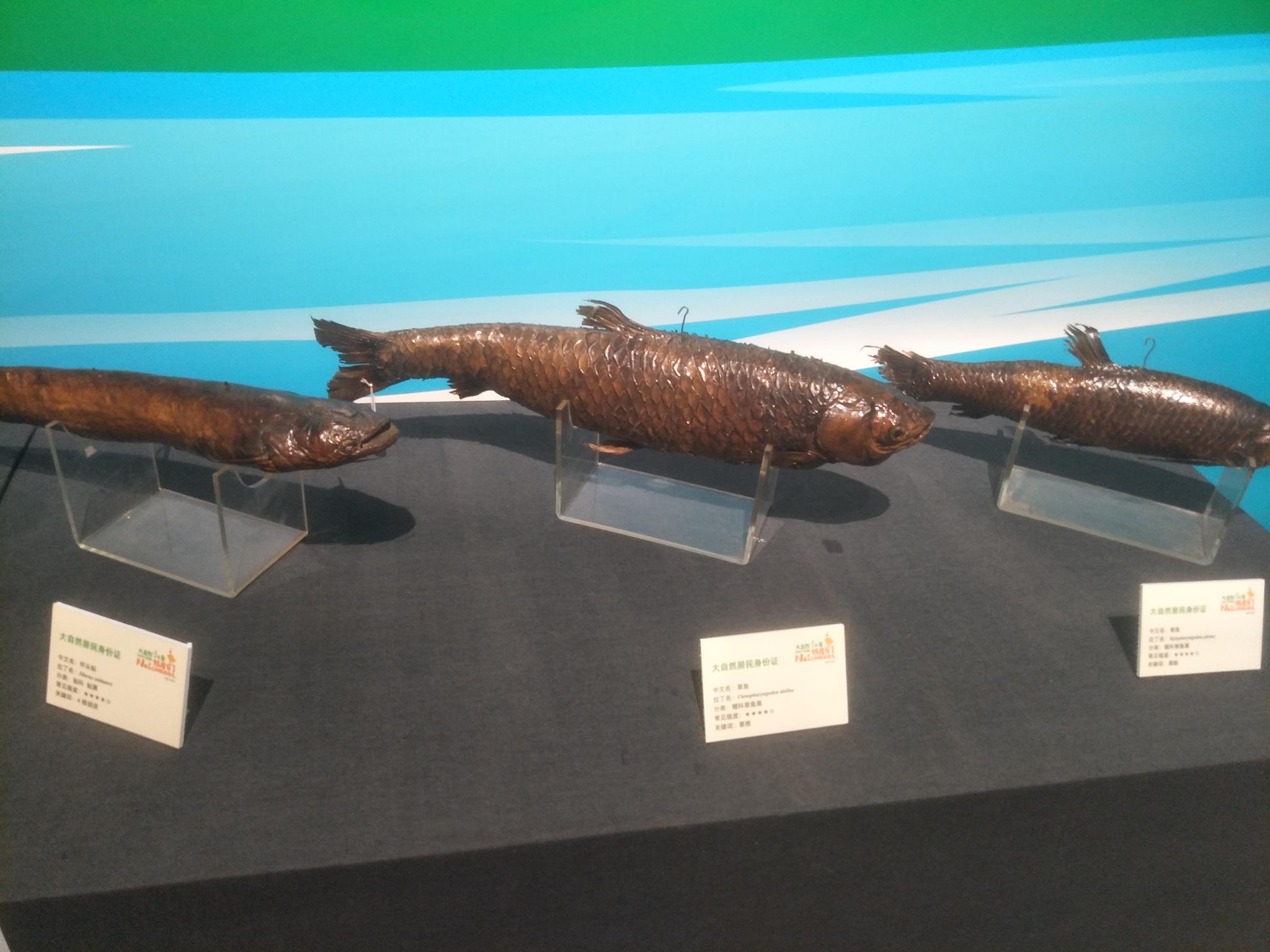 大连自然博物馆中的动物标本,原创拍摄