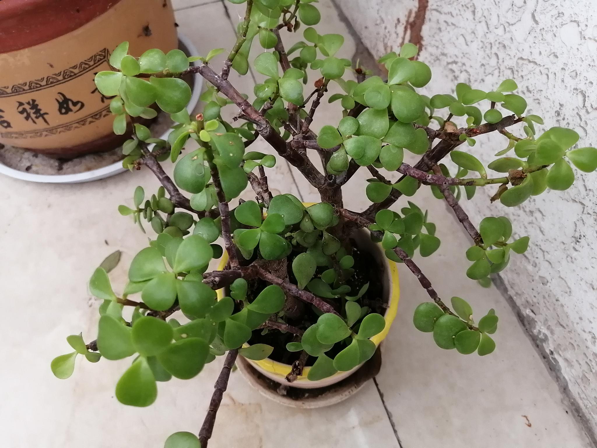 欣赏绿色的金枝玉叶