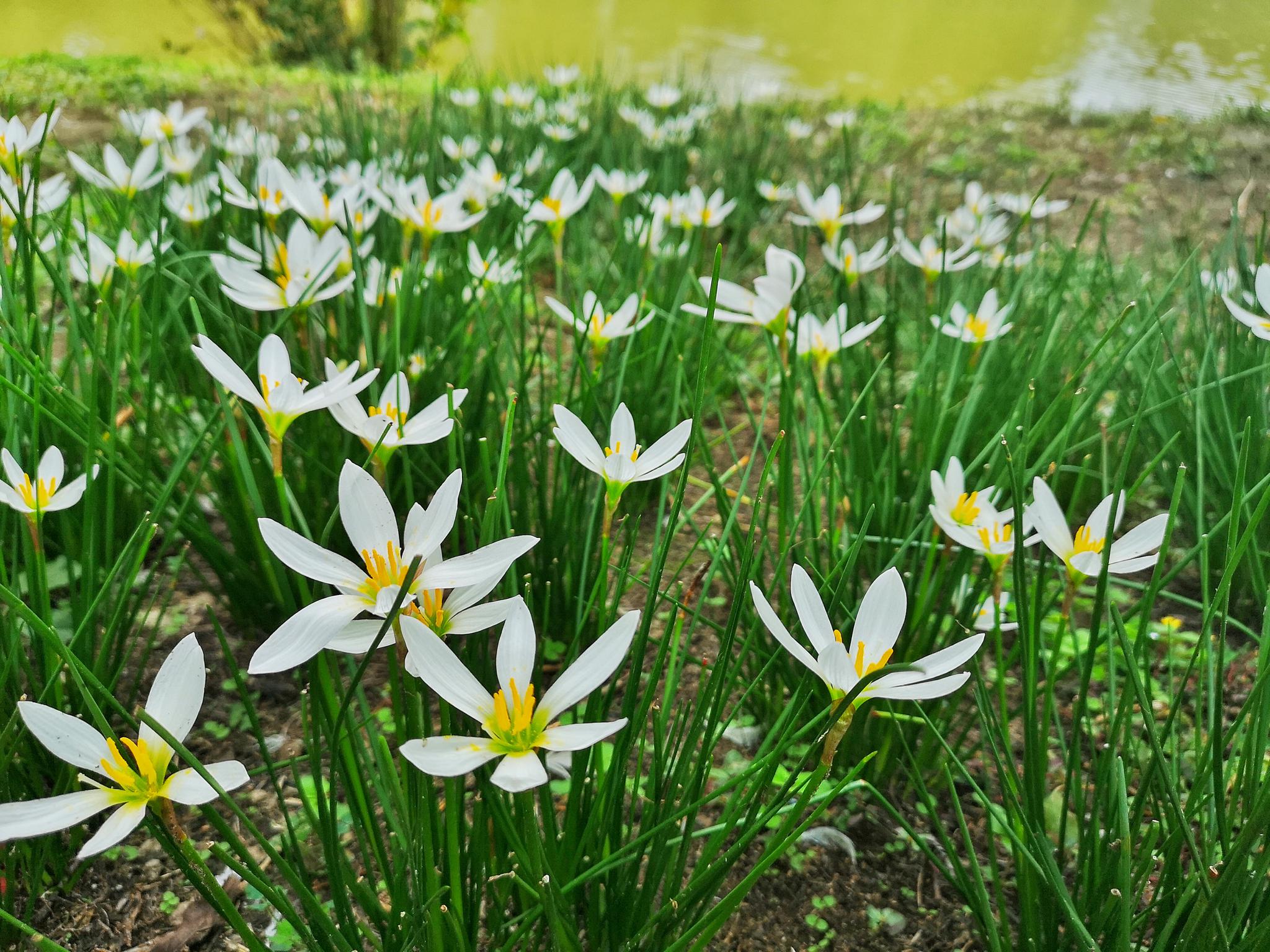 洁白清雅又极具药用价值的葱莲(18图)