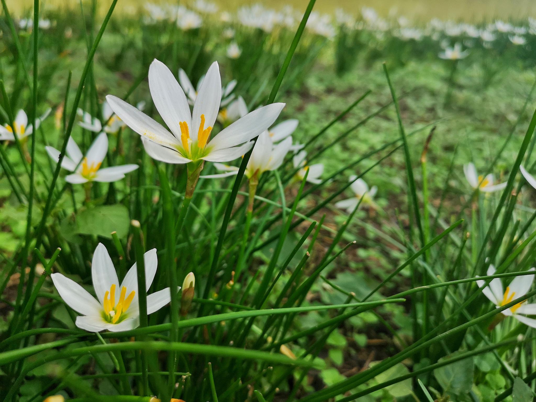 洁白清雅又极具药用价值的葱莲(18图)