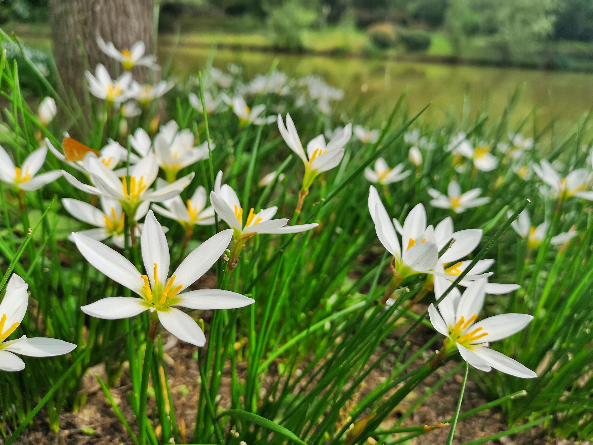 洁白清雅又极具药用价值的葱莲(18图)