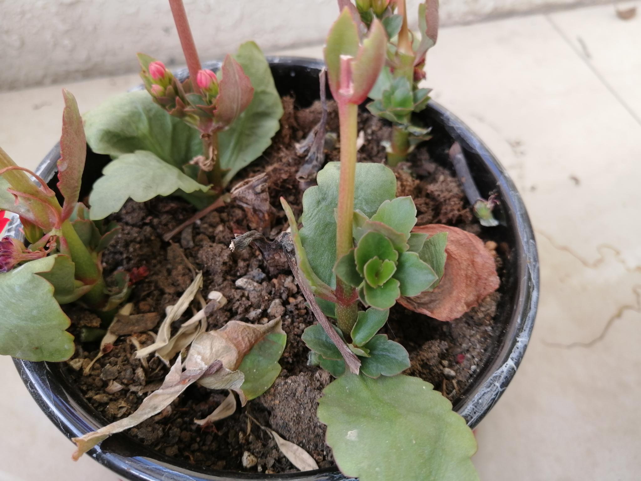 来阳台欣赏绿色叶子的长寿花,小花很美