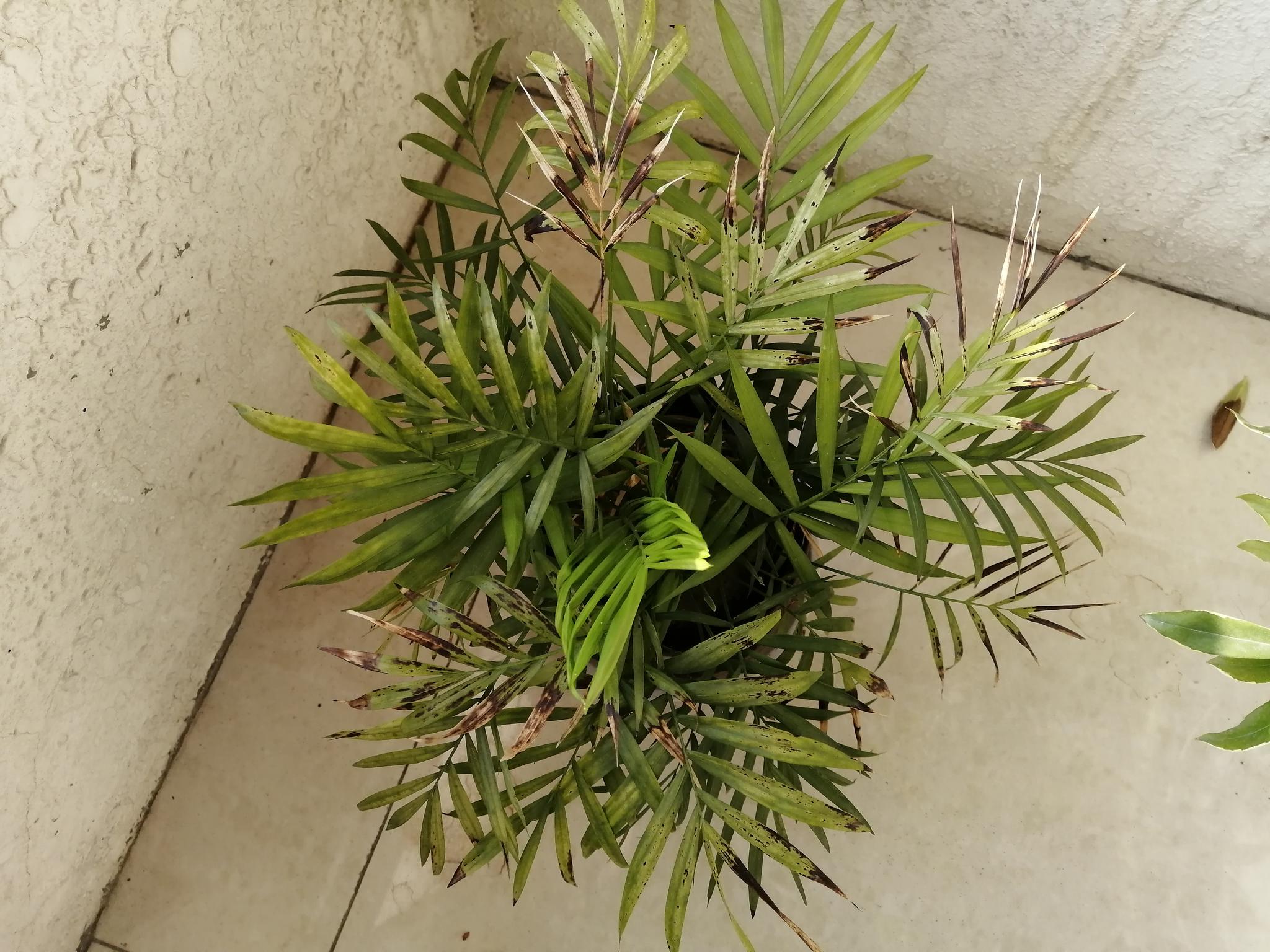 看看阳台上的小椰子树_高清图集_新浪网