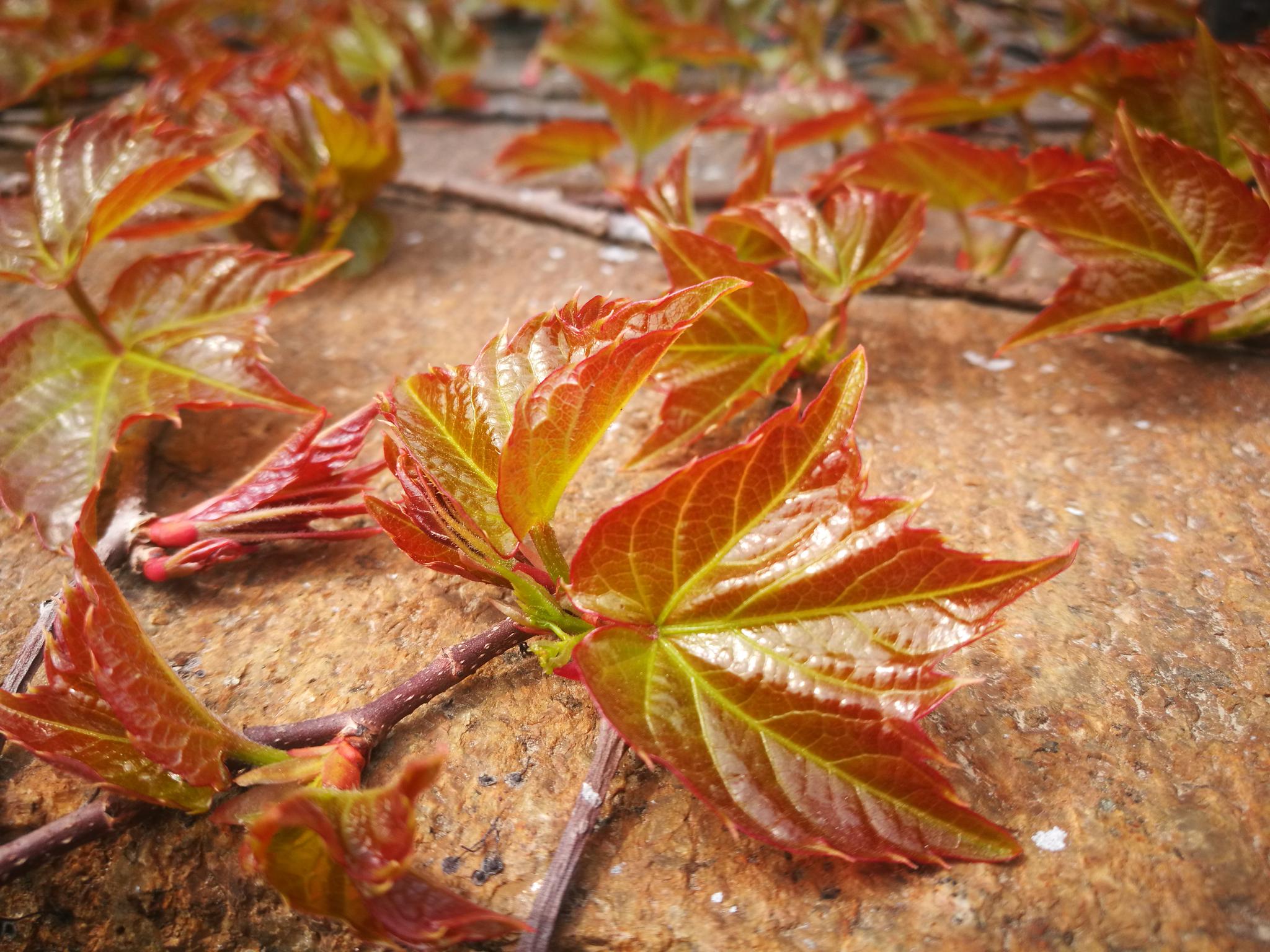 2019手机植物相册 春叶之爬墙虎