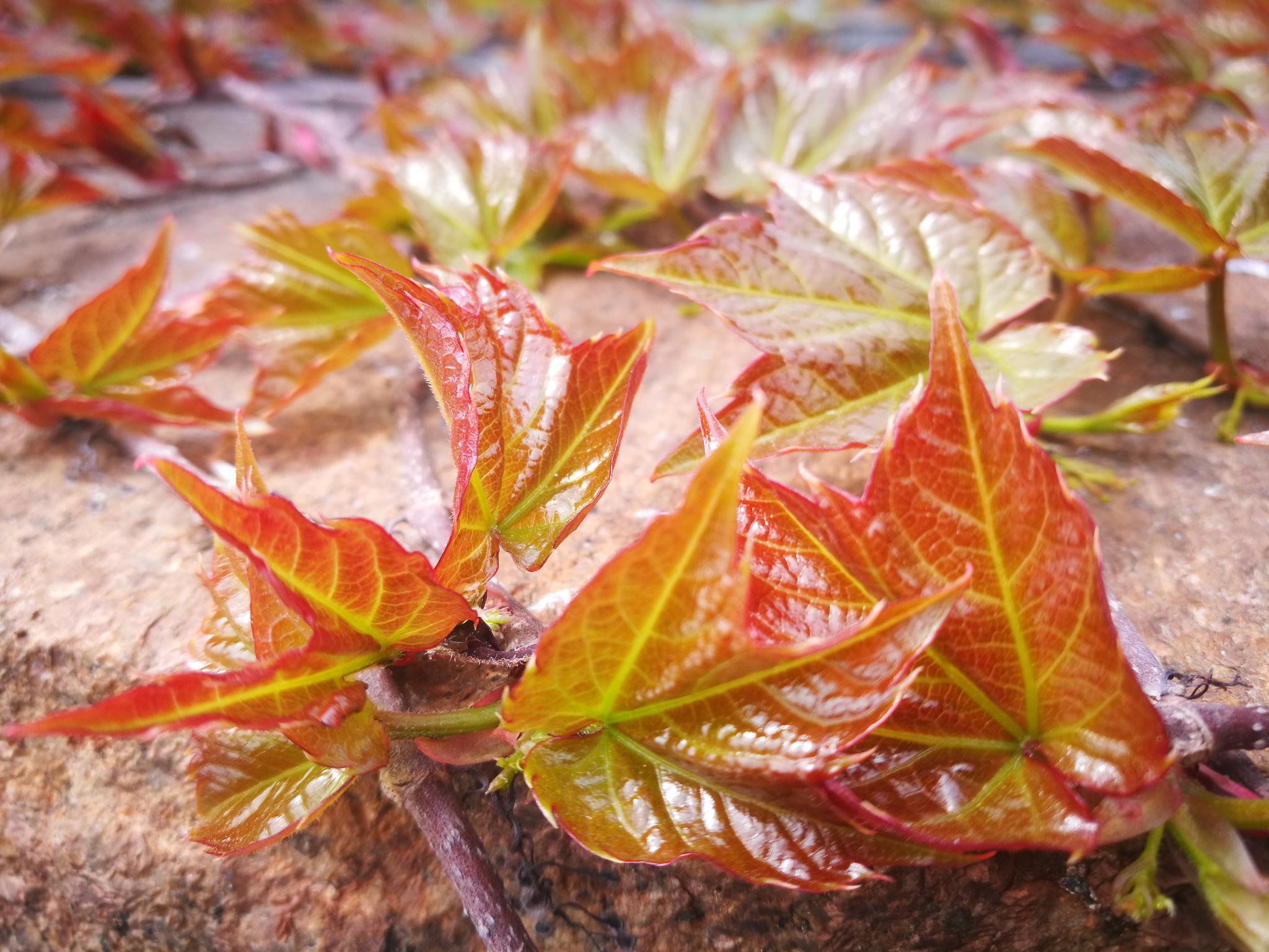 2019手机植物相册 春叶之爬墙虎