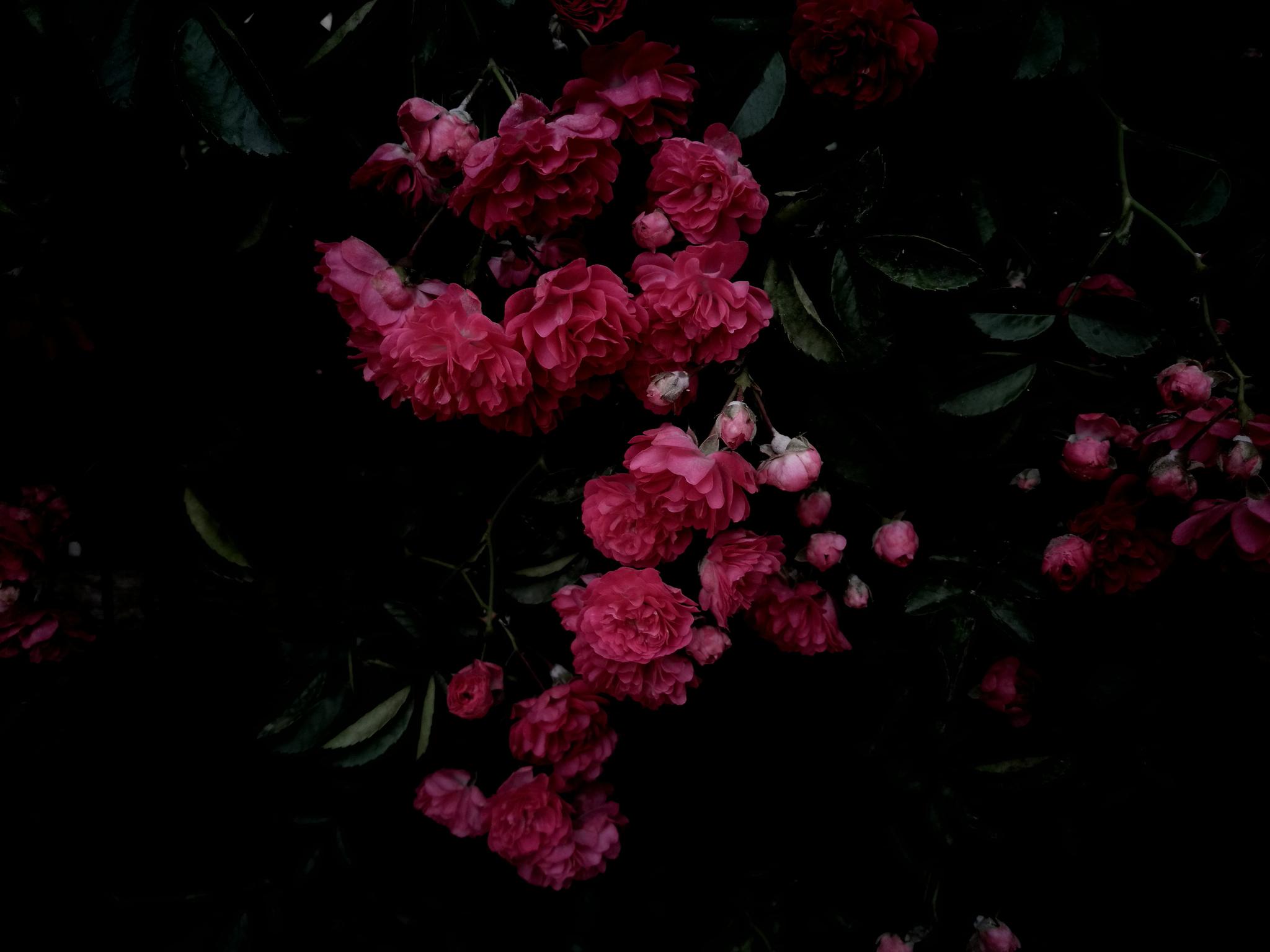 手机2019花卉图集蔷薇花