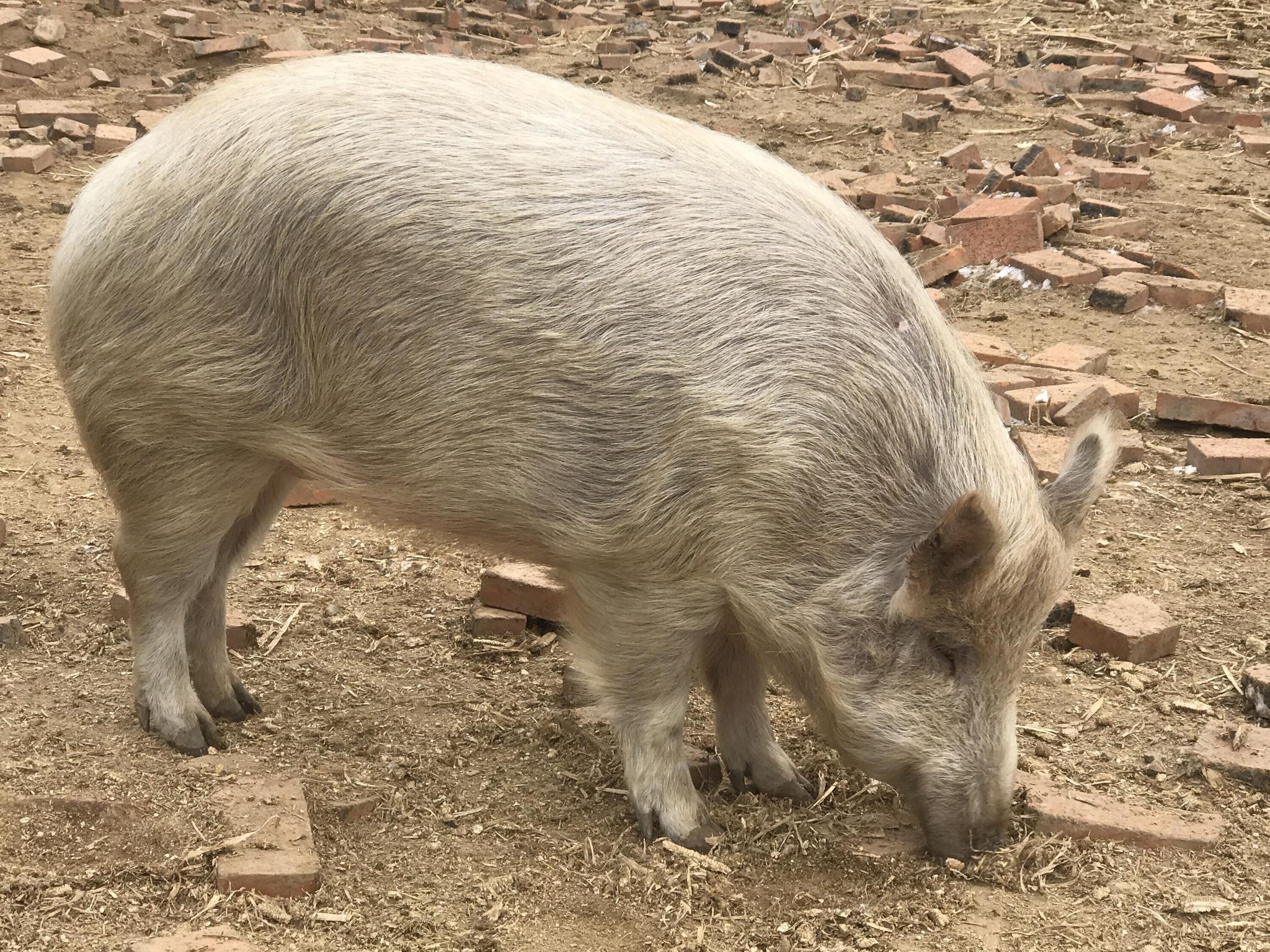 抚顺饲养中野六号野猪