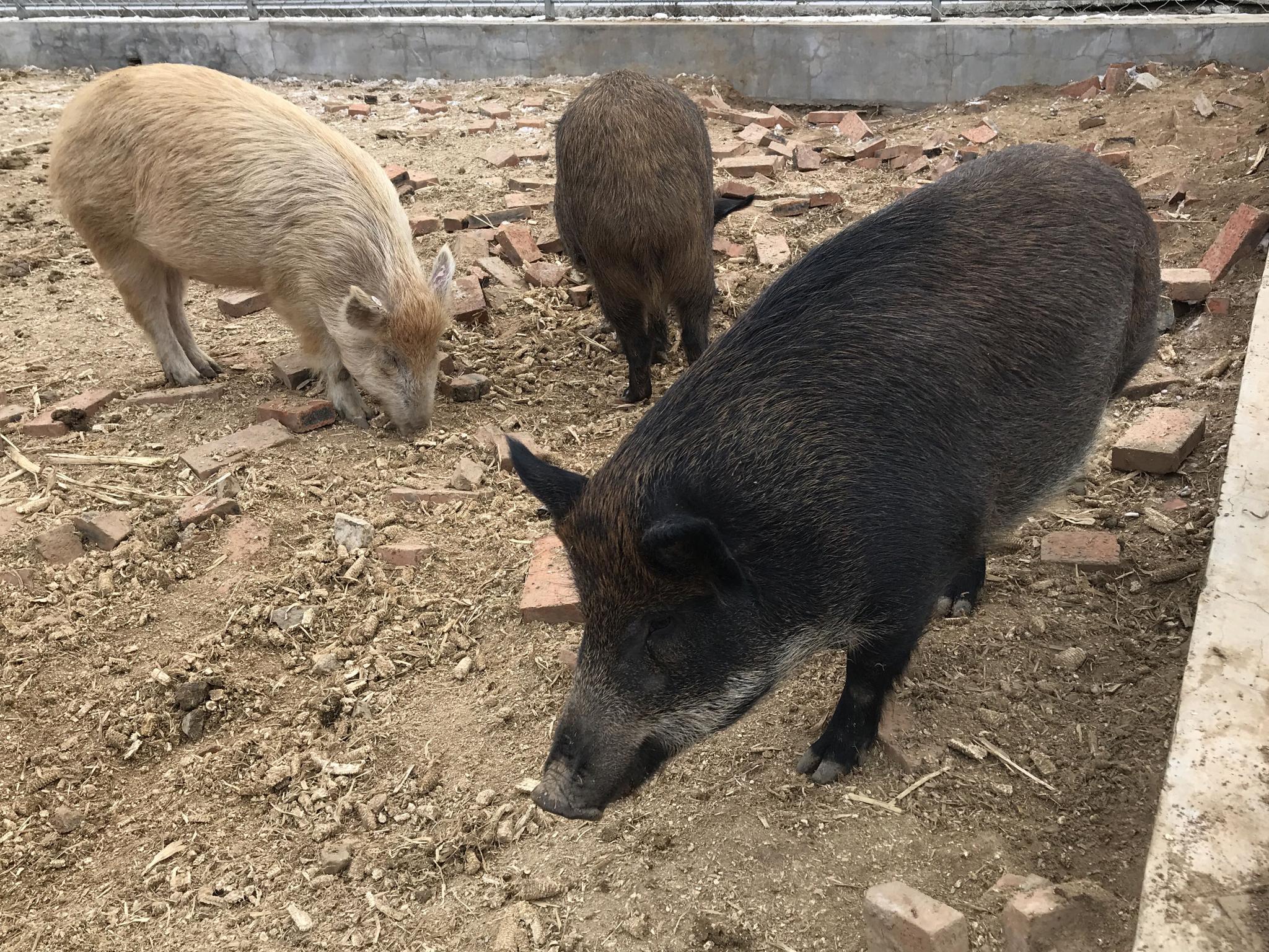 江西野猪养殖图片