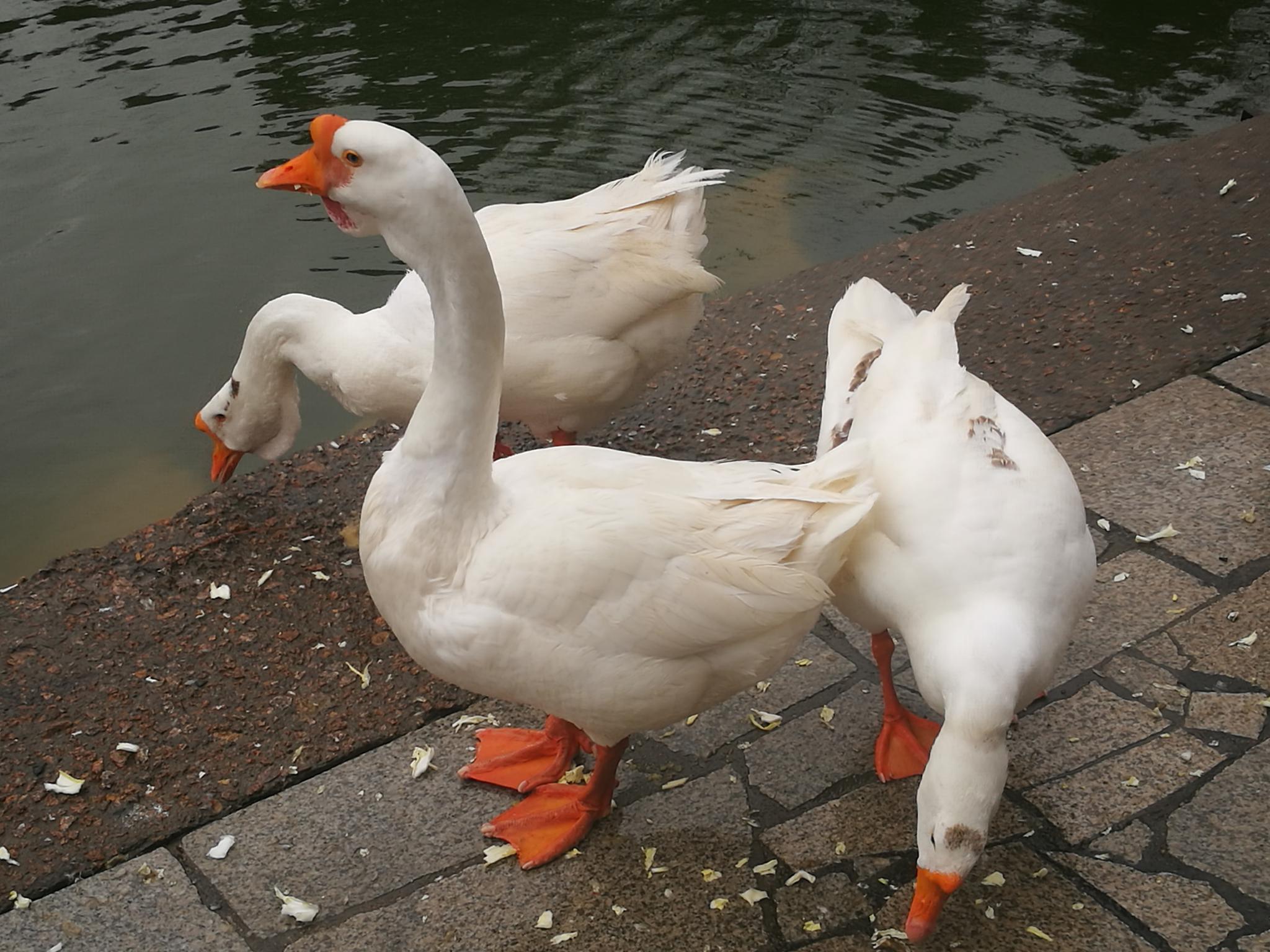 2019手机相册  大白鹅