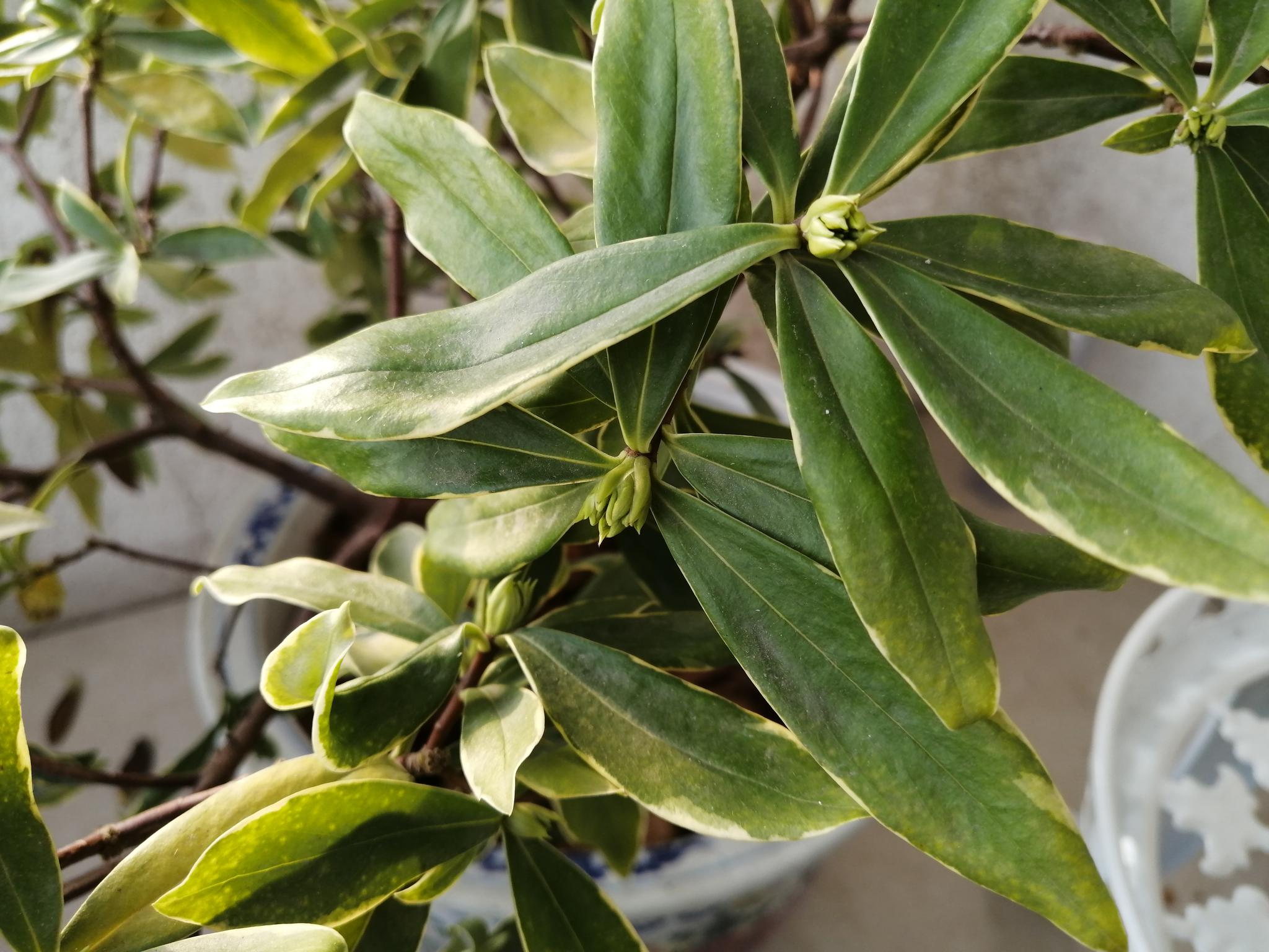 下午来阳台欣赏瑞香_高清图集_新浪网