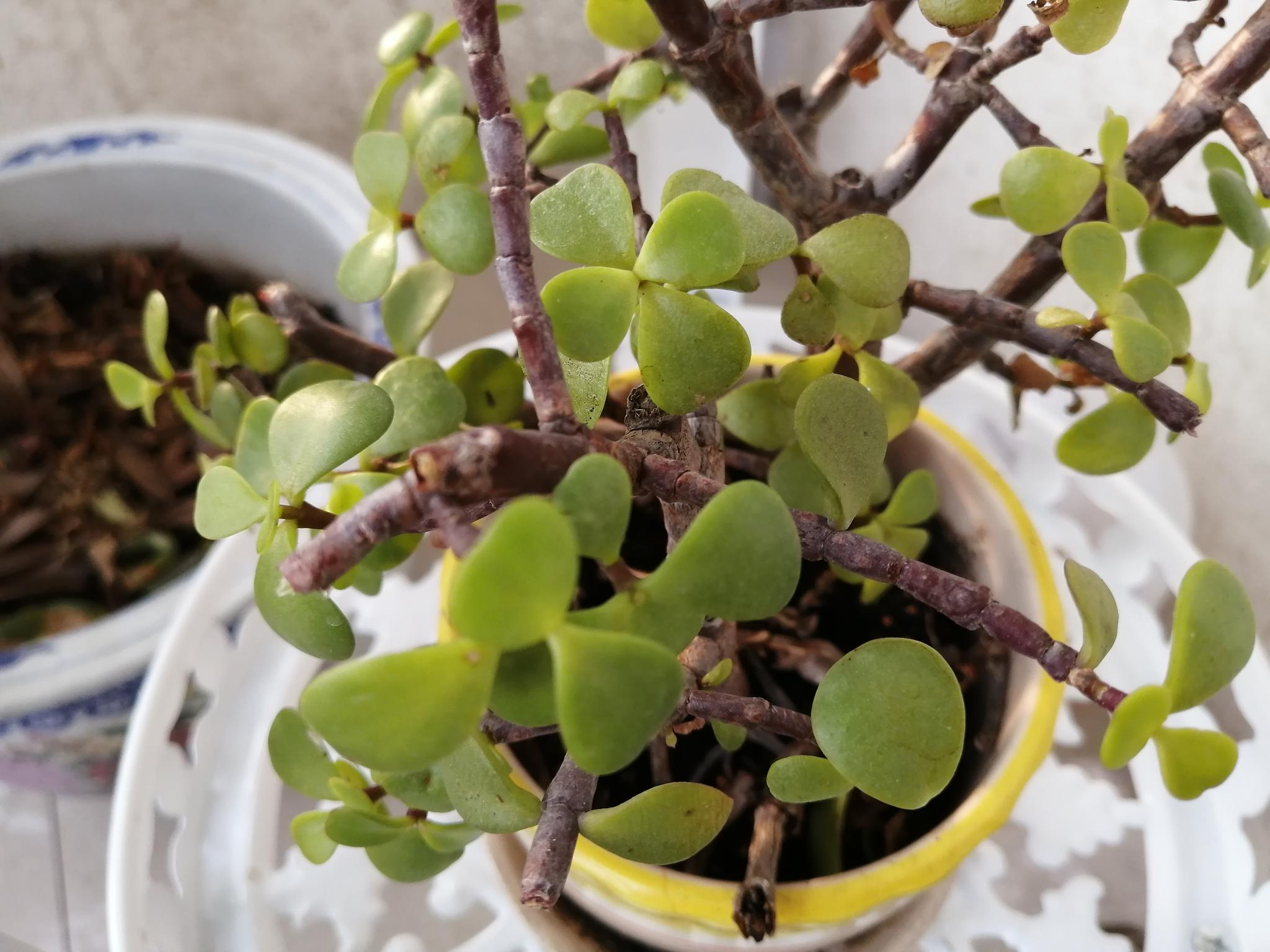 来阳台上欣赏金枝玉叶