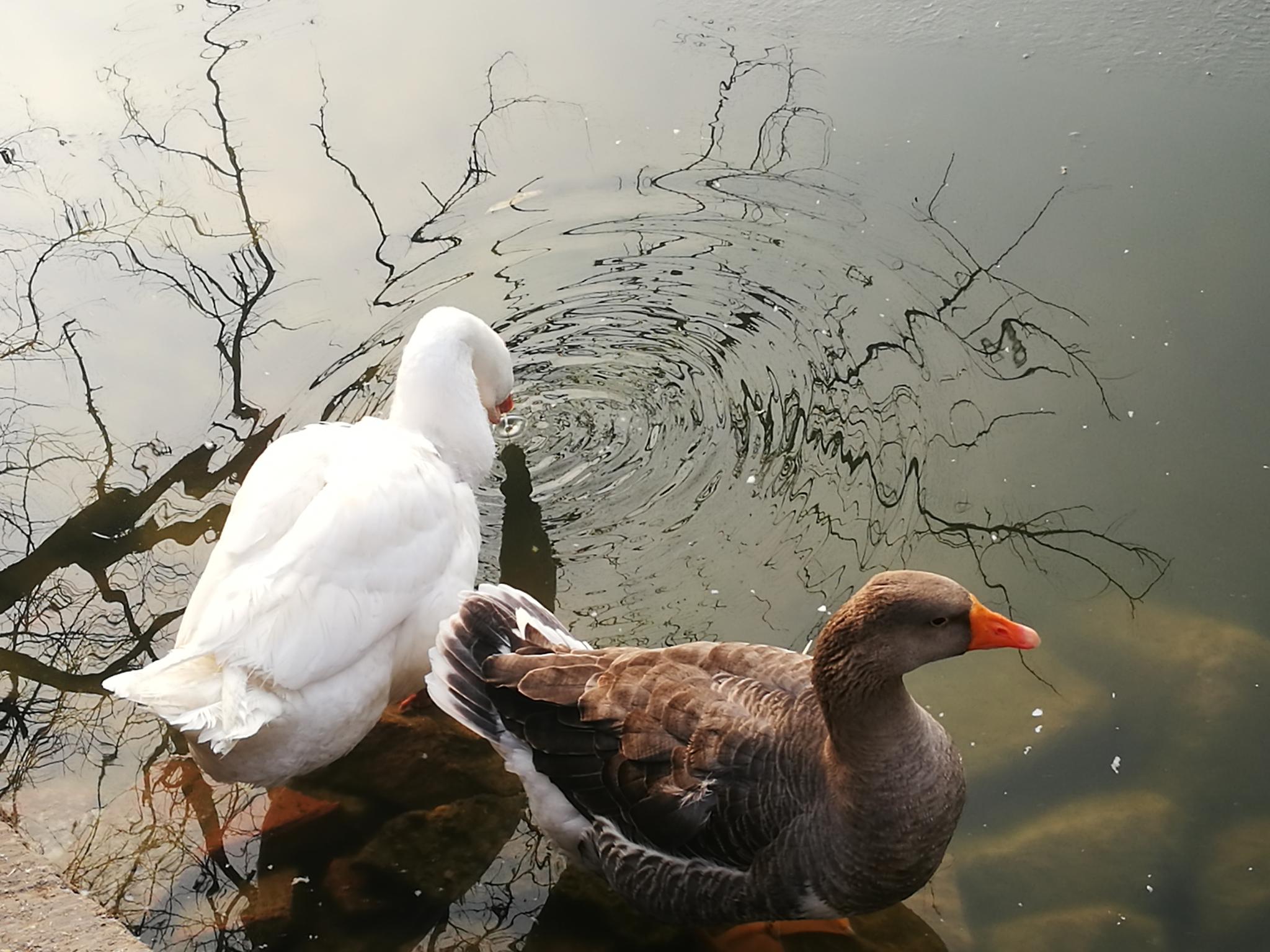 鸭子与大白鹅