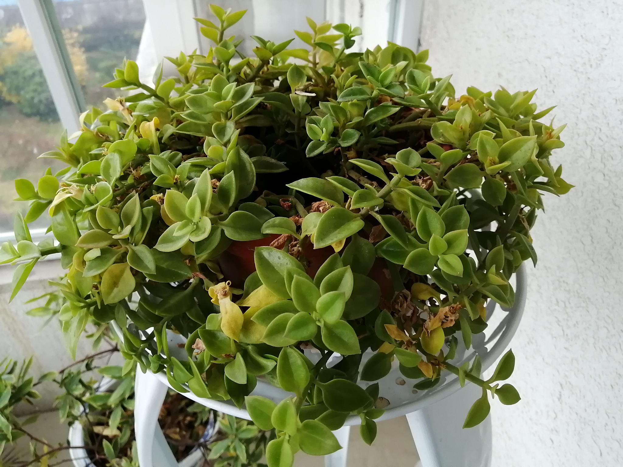 包含吊兰花图片大全大图片欣赏的词条