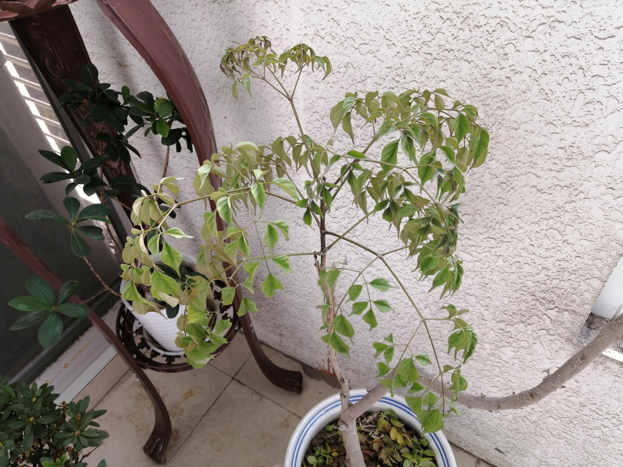 欣赏幸福树吊兰和小榕树