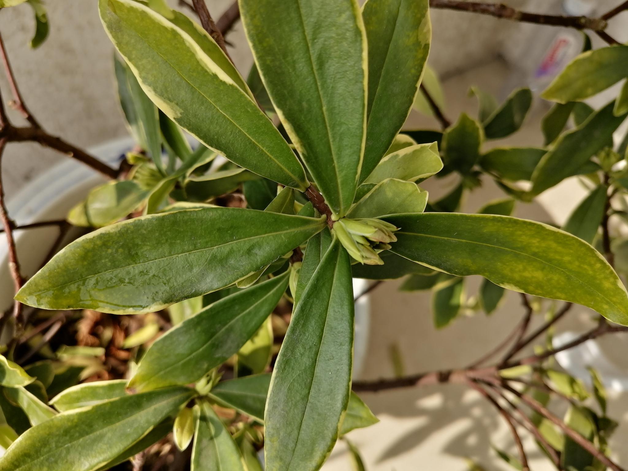 金边瑞香花苞开始变红_高清图集_新浪网